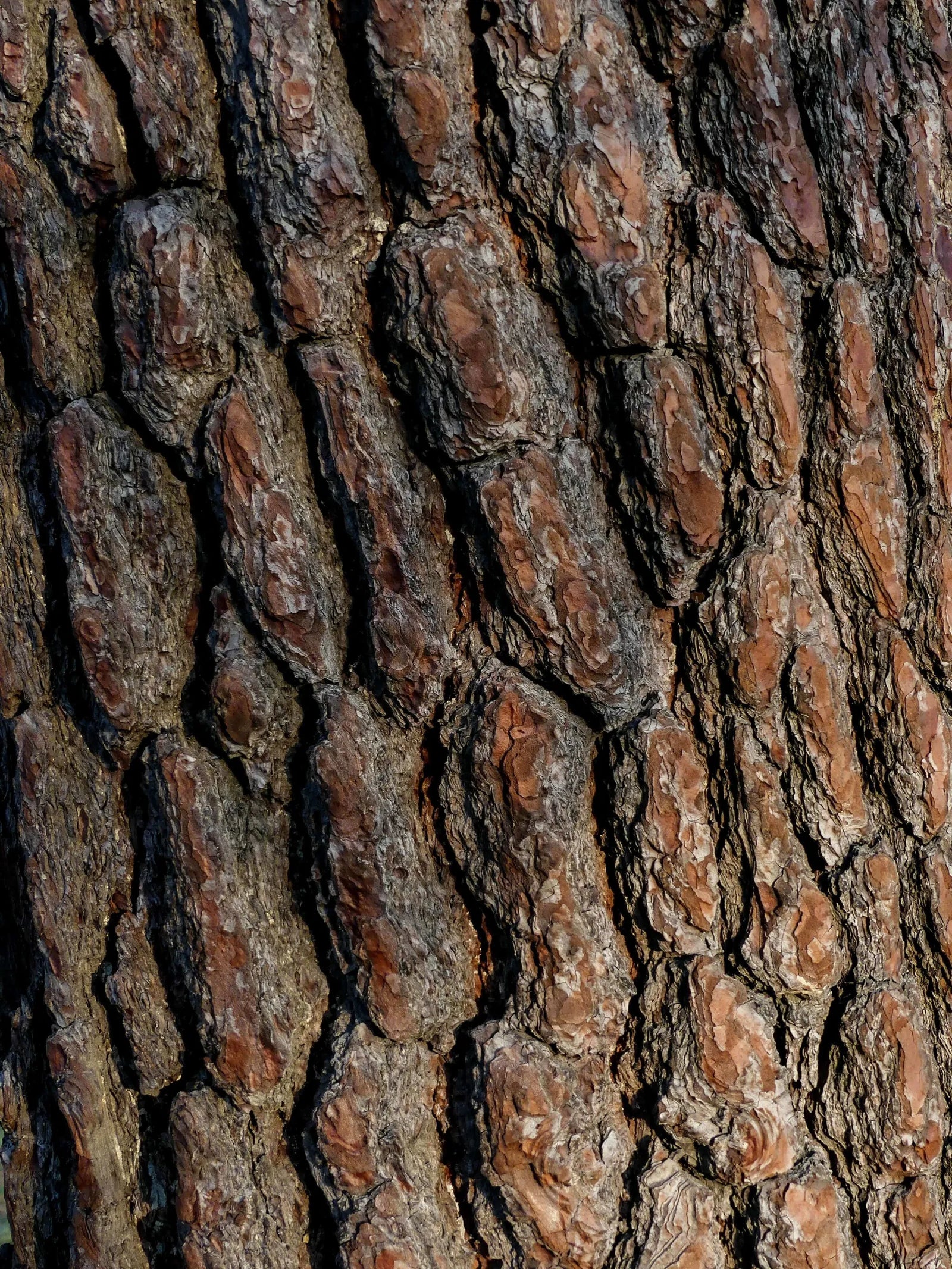 How to choose the perfect tree with Arbor: Expert tips