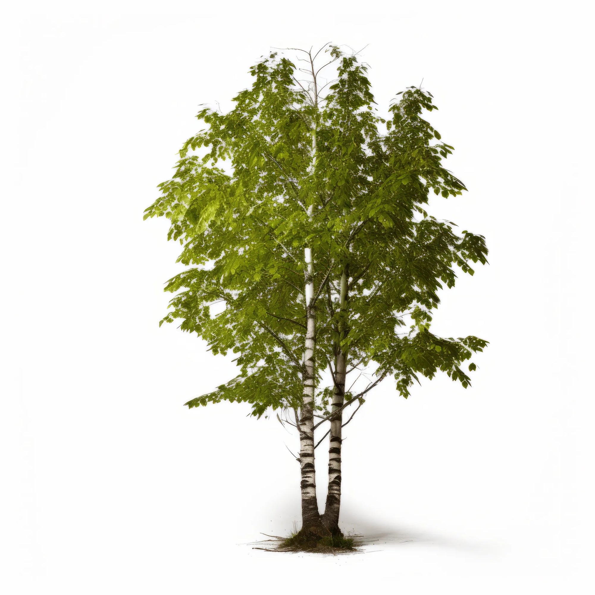 Adelle birch tree