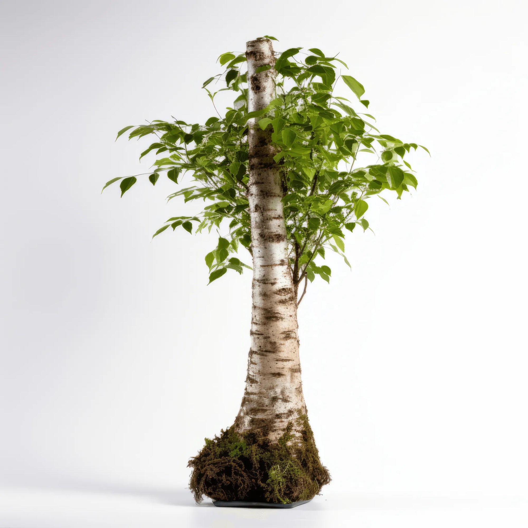 Advaith birch tree