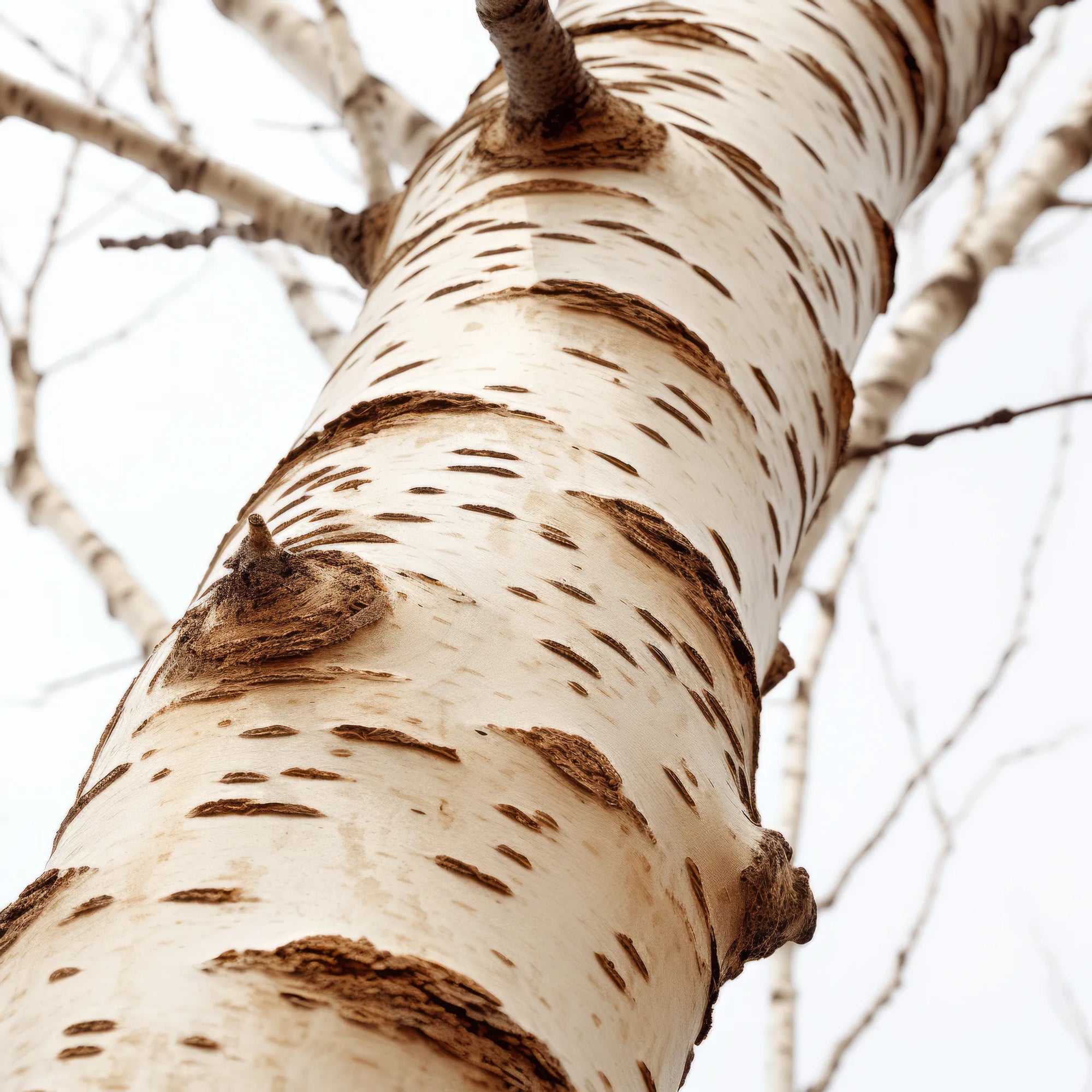 Advaita birch tree