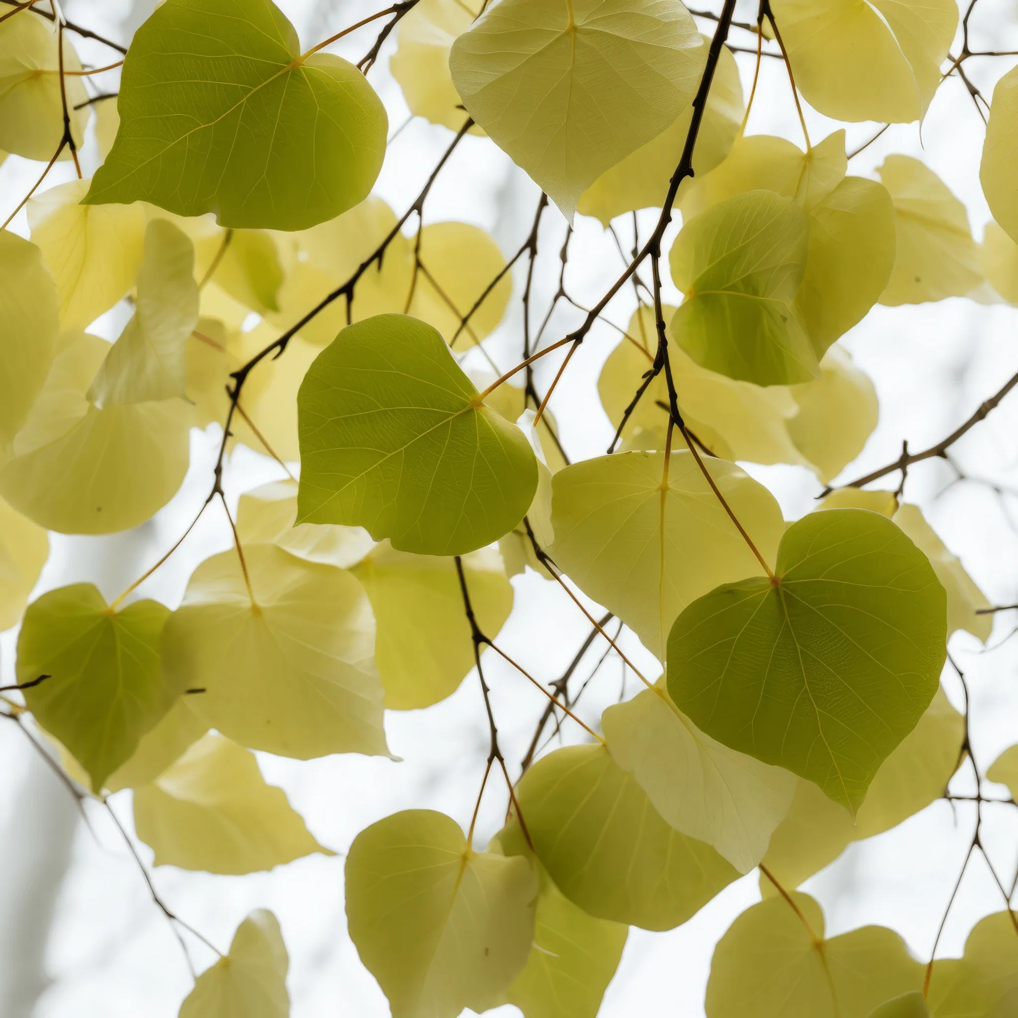 Advaita birch tree