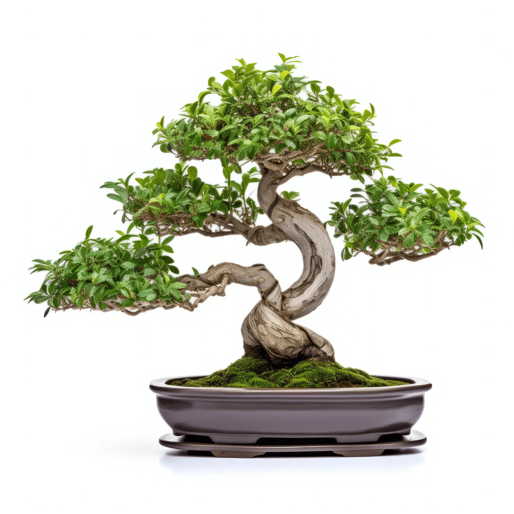 Afra bonsai tree