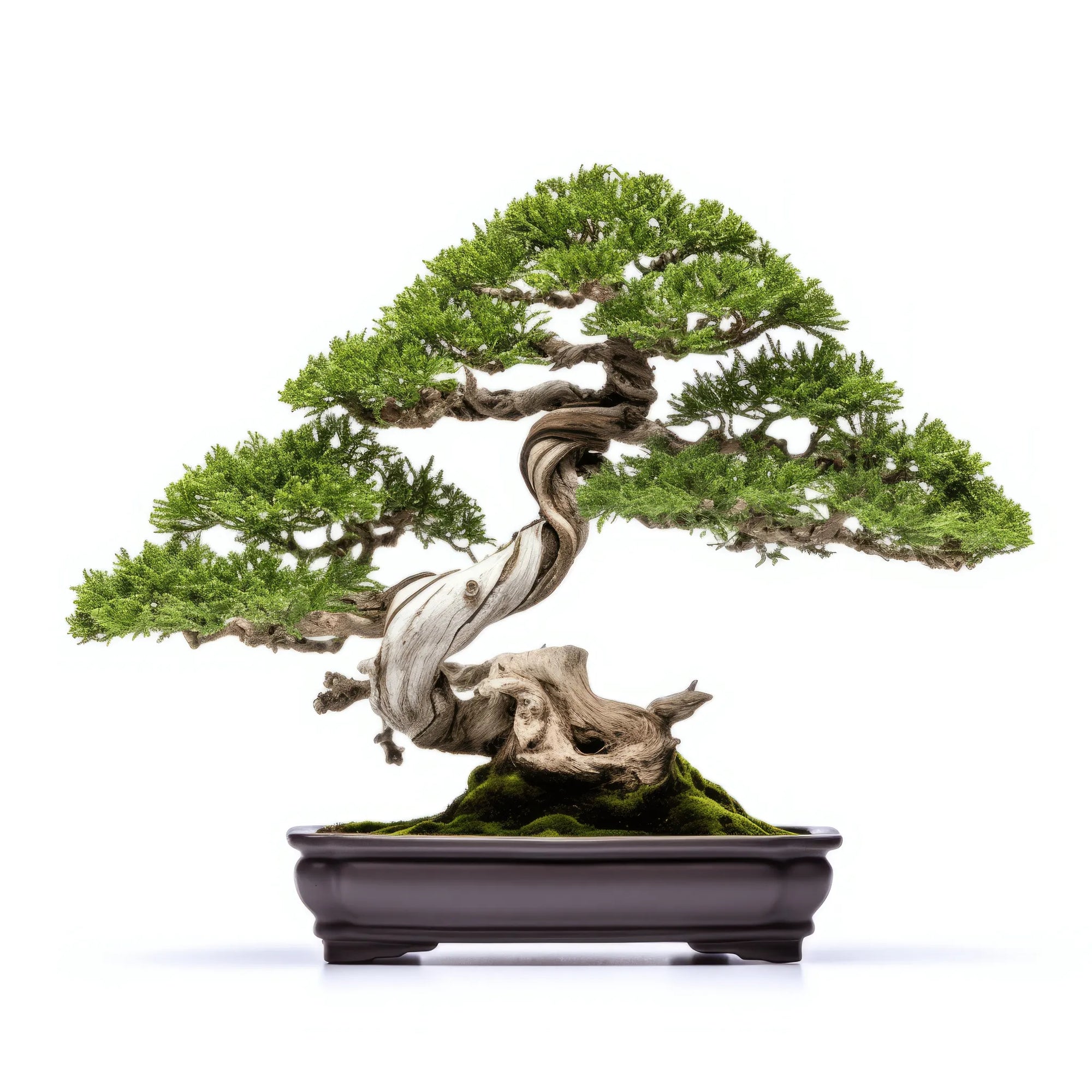 Agapito bonsai tree