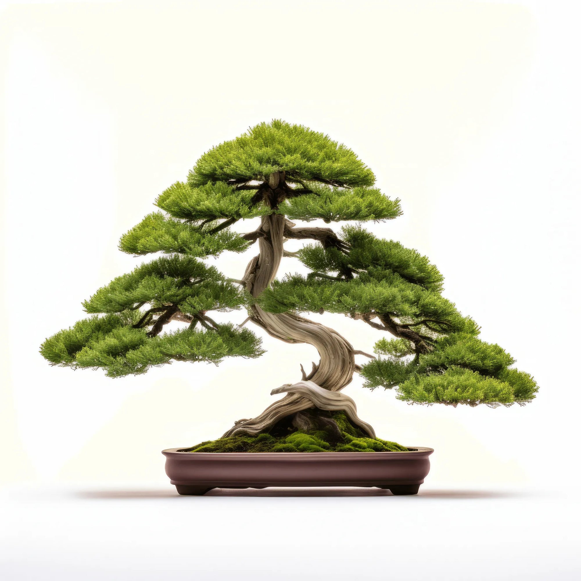 Agatha bonsai tree