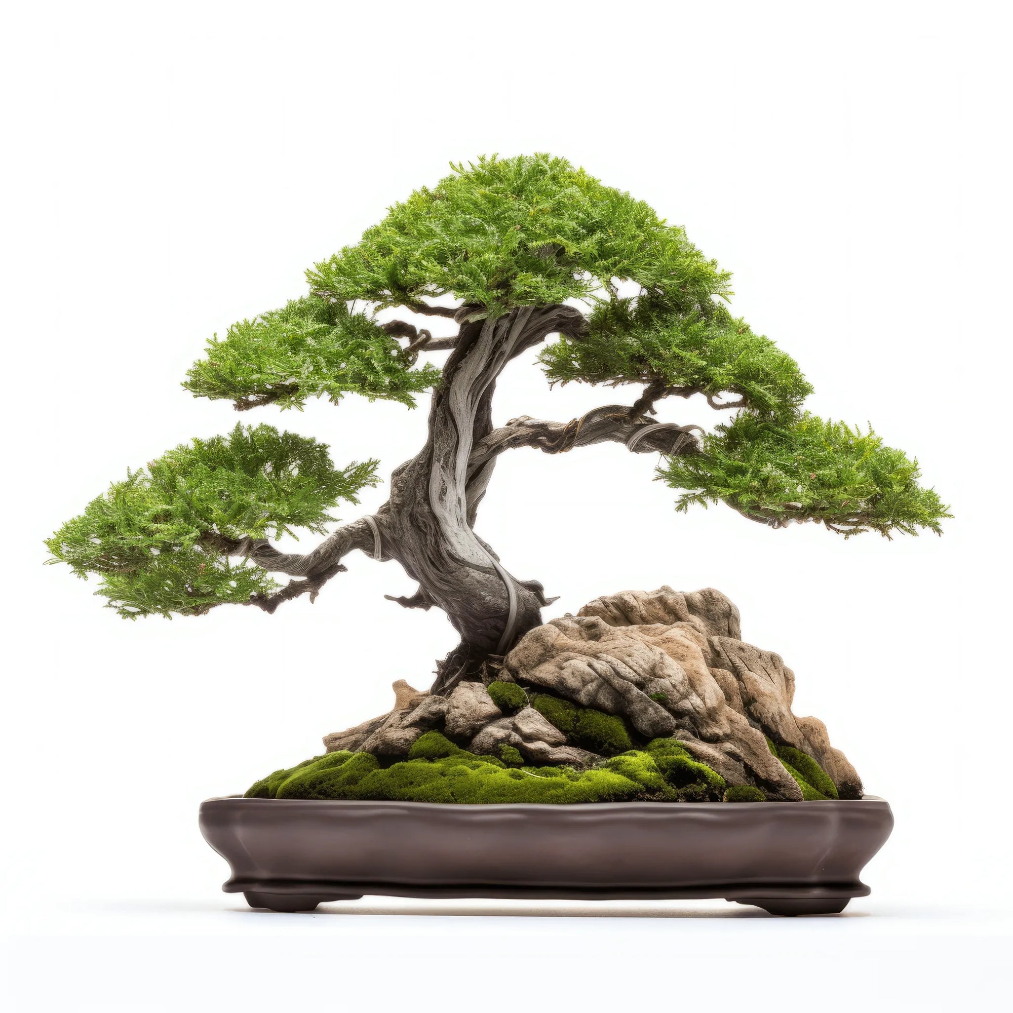 Agnello bonsai tree