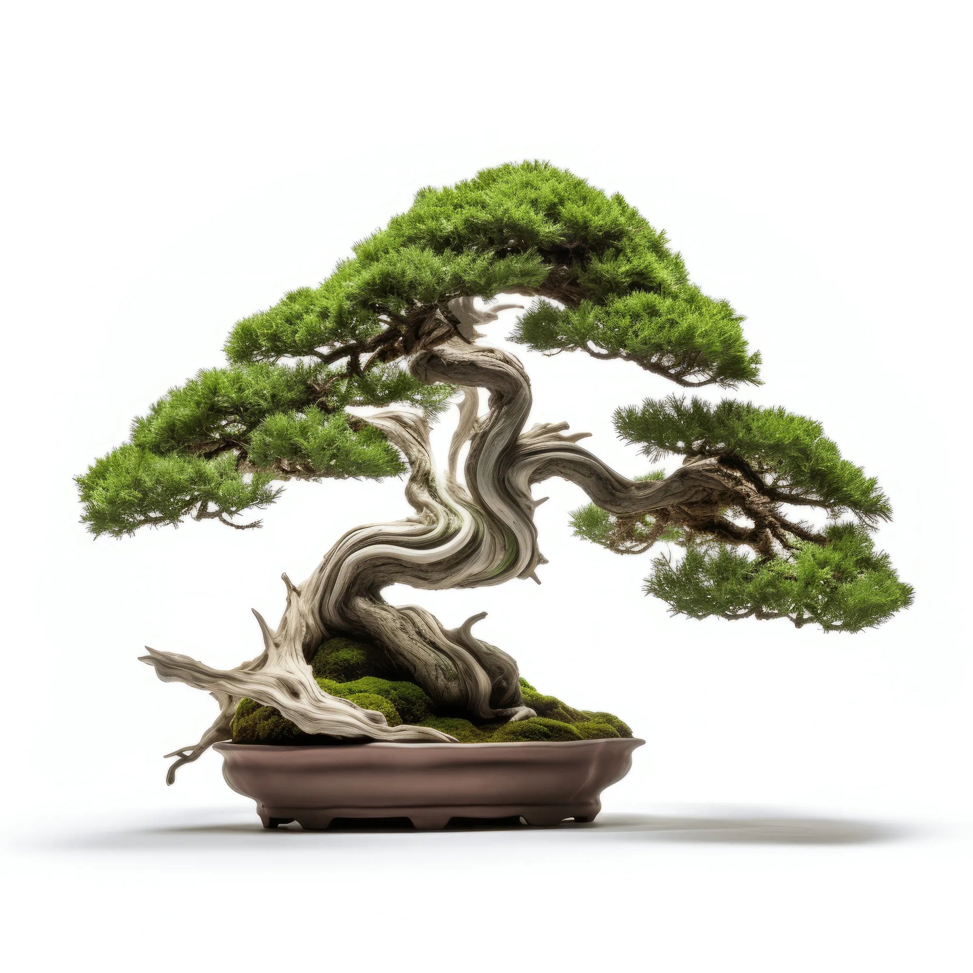Agnese bonsai tree
