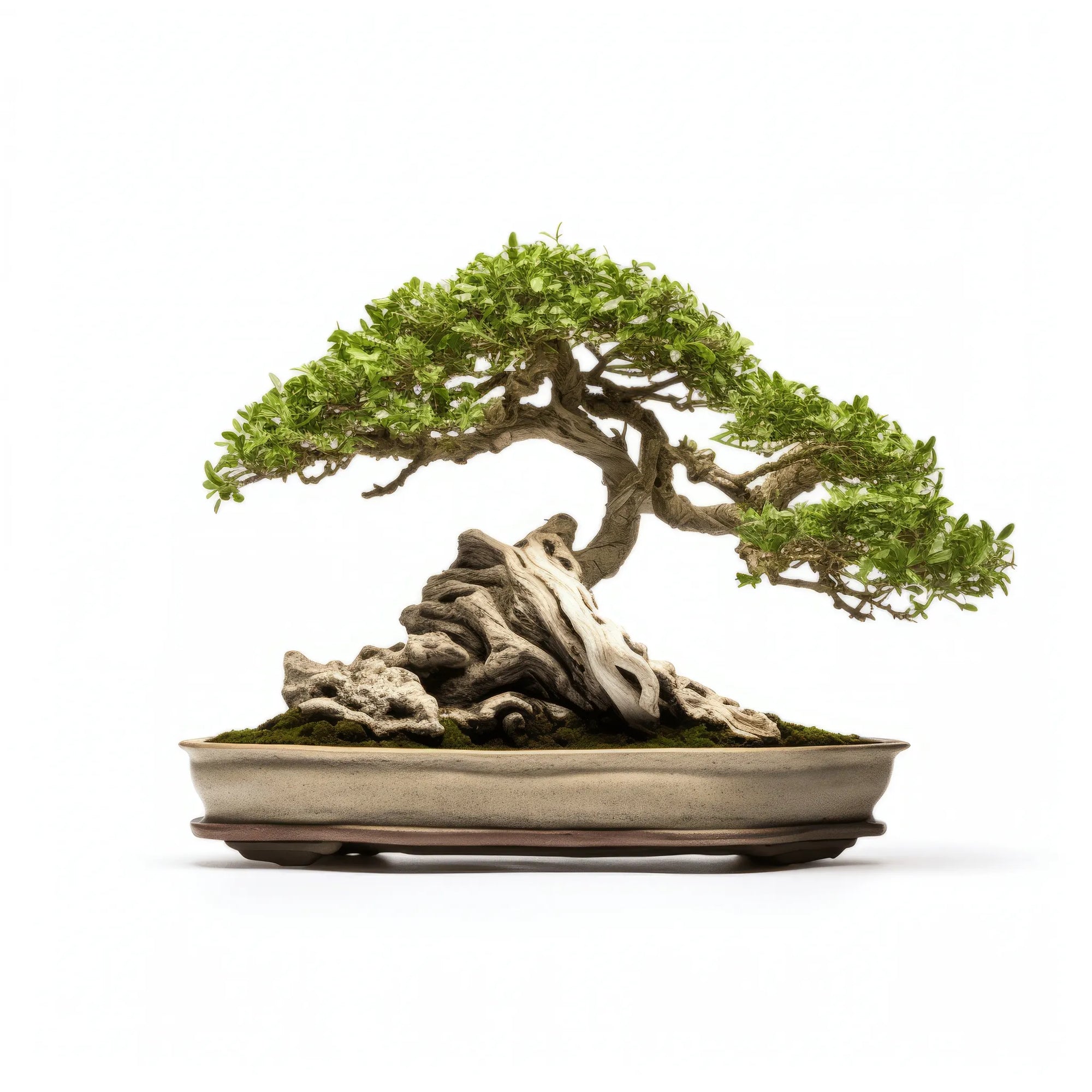 Agniv bonsai tree
