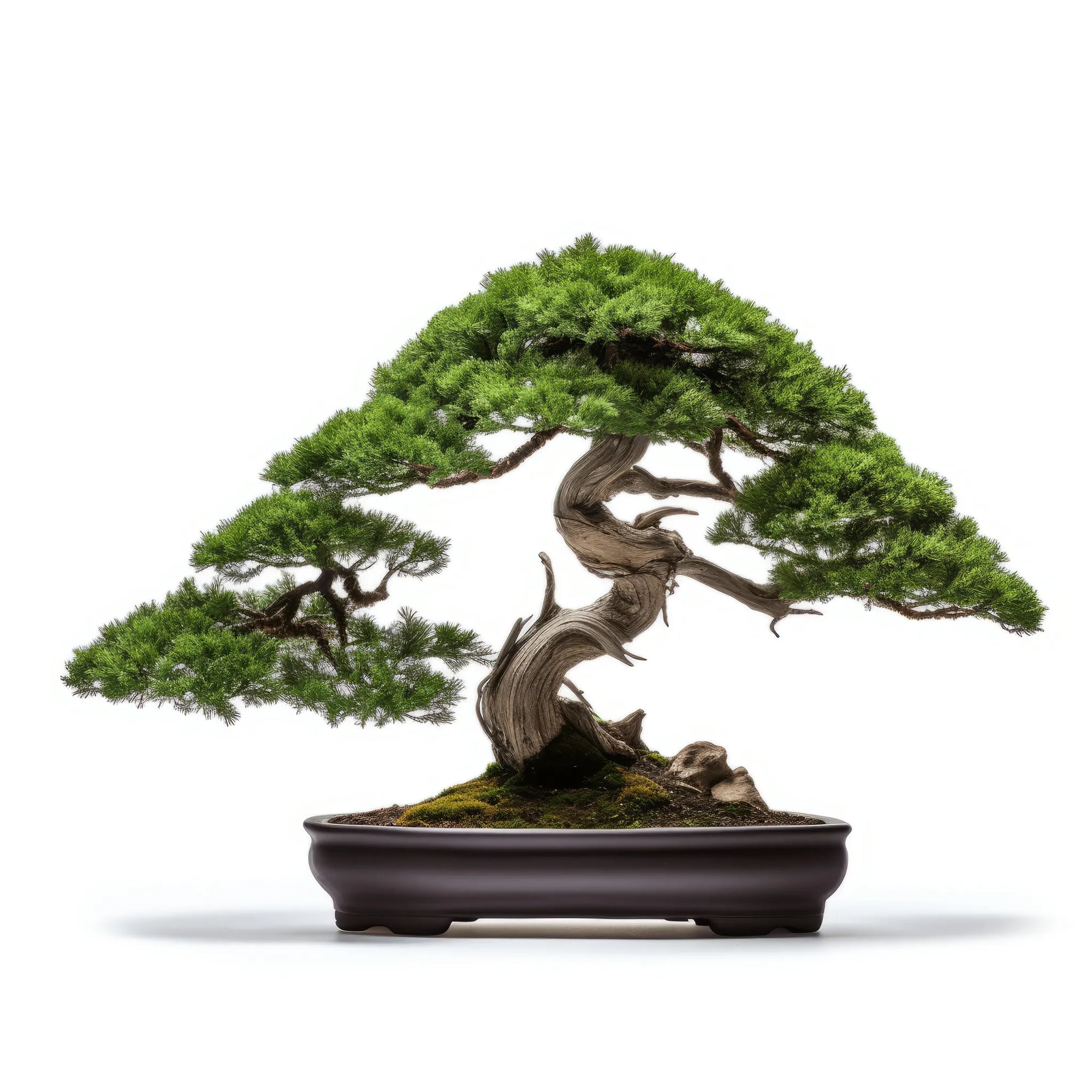 Agosto bonsai tree