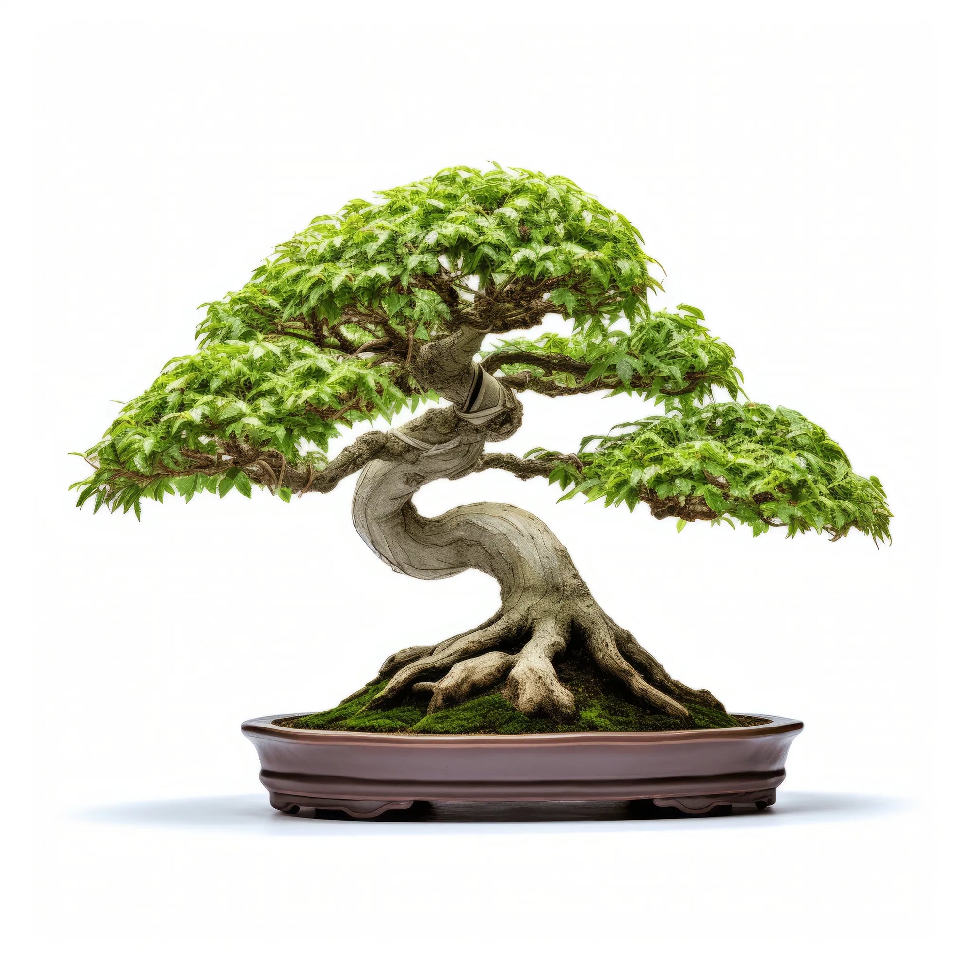Ahab bonsai tree