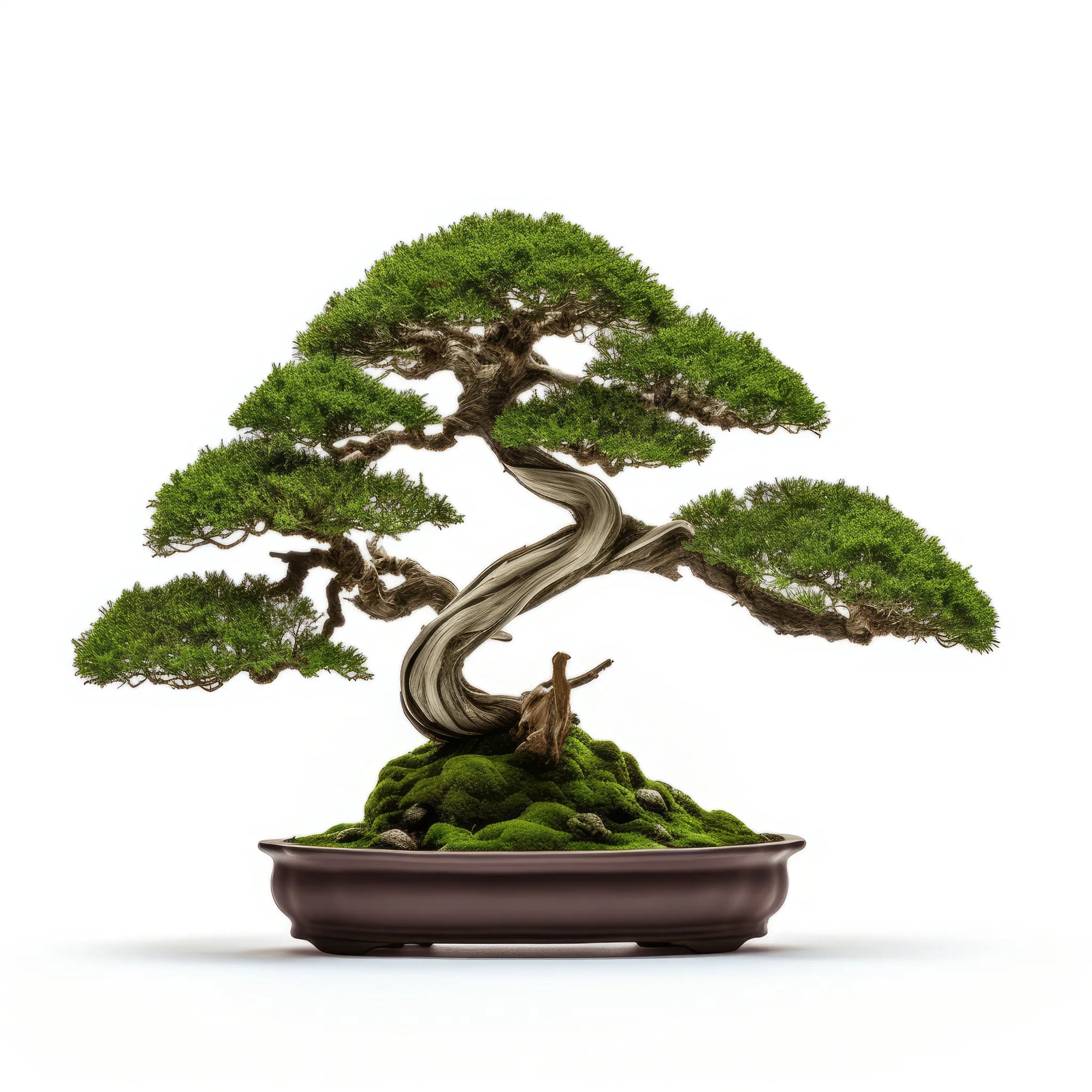 Aharon bonsai tree