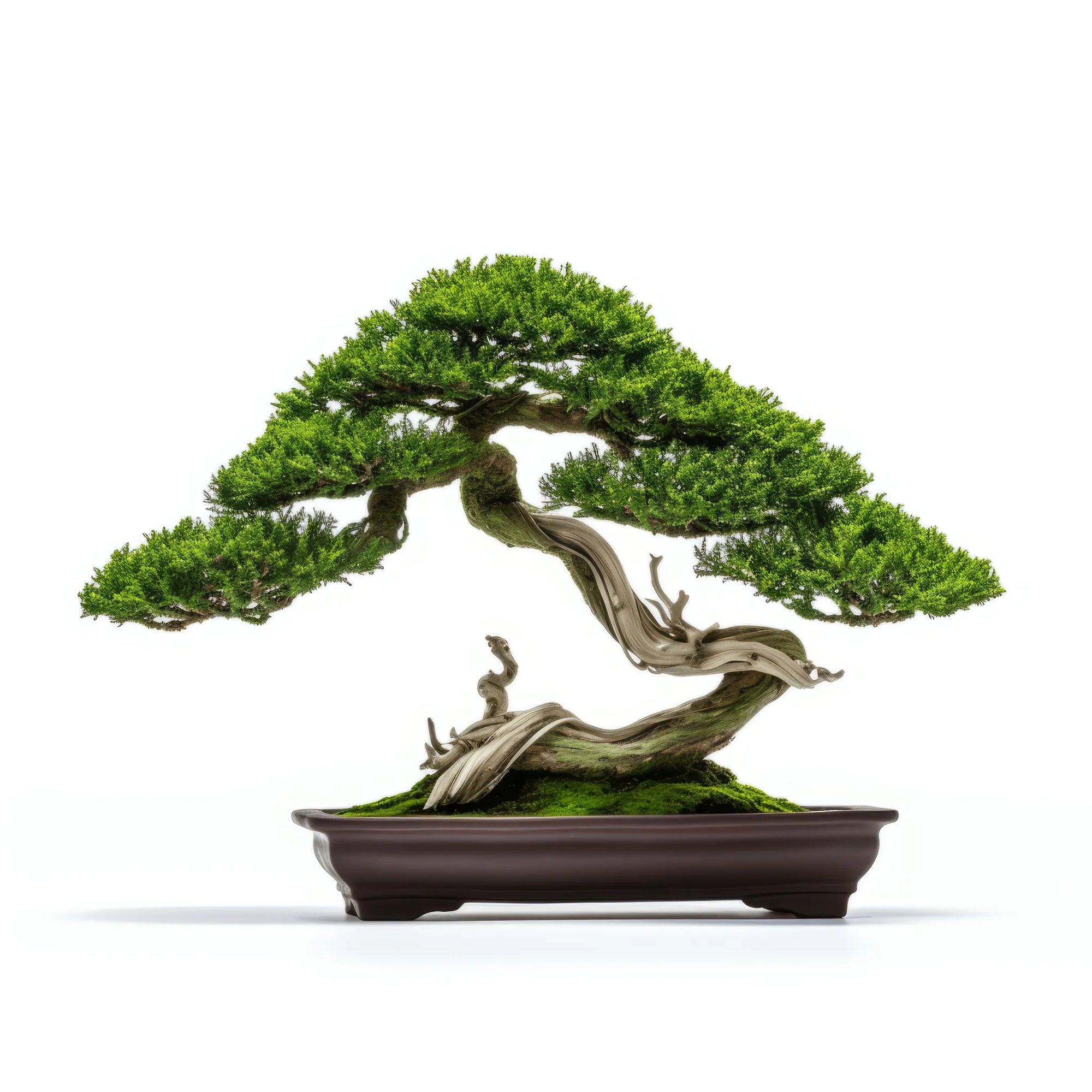 Aharoni bonsai tree