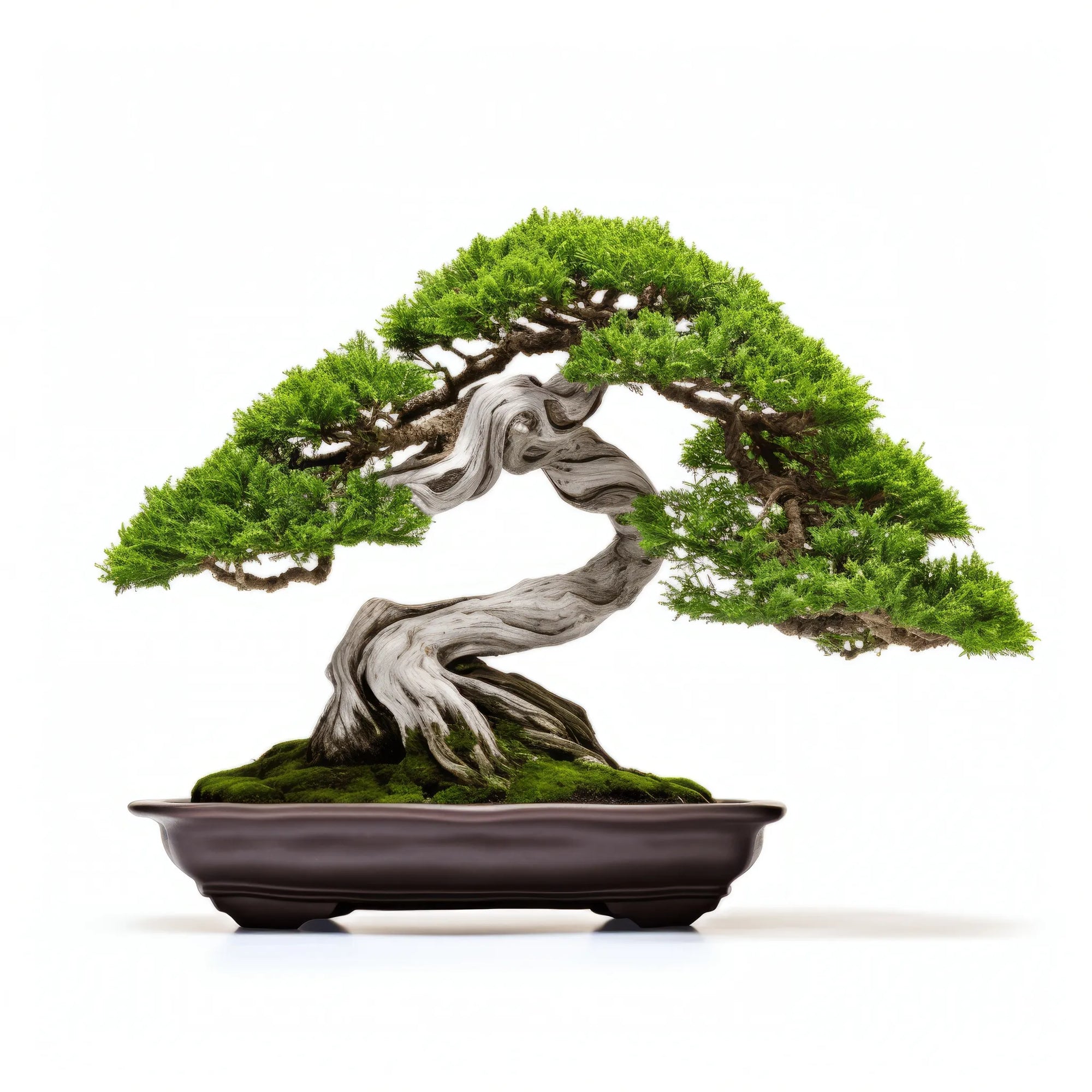 Aidan bonsai tree