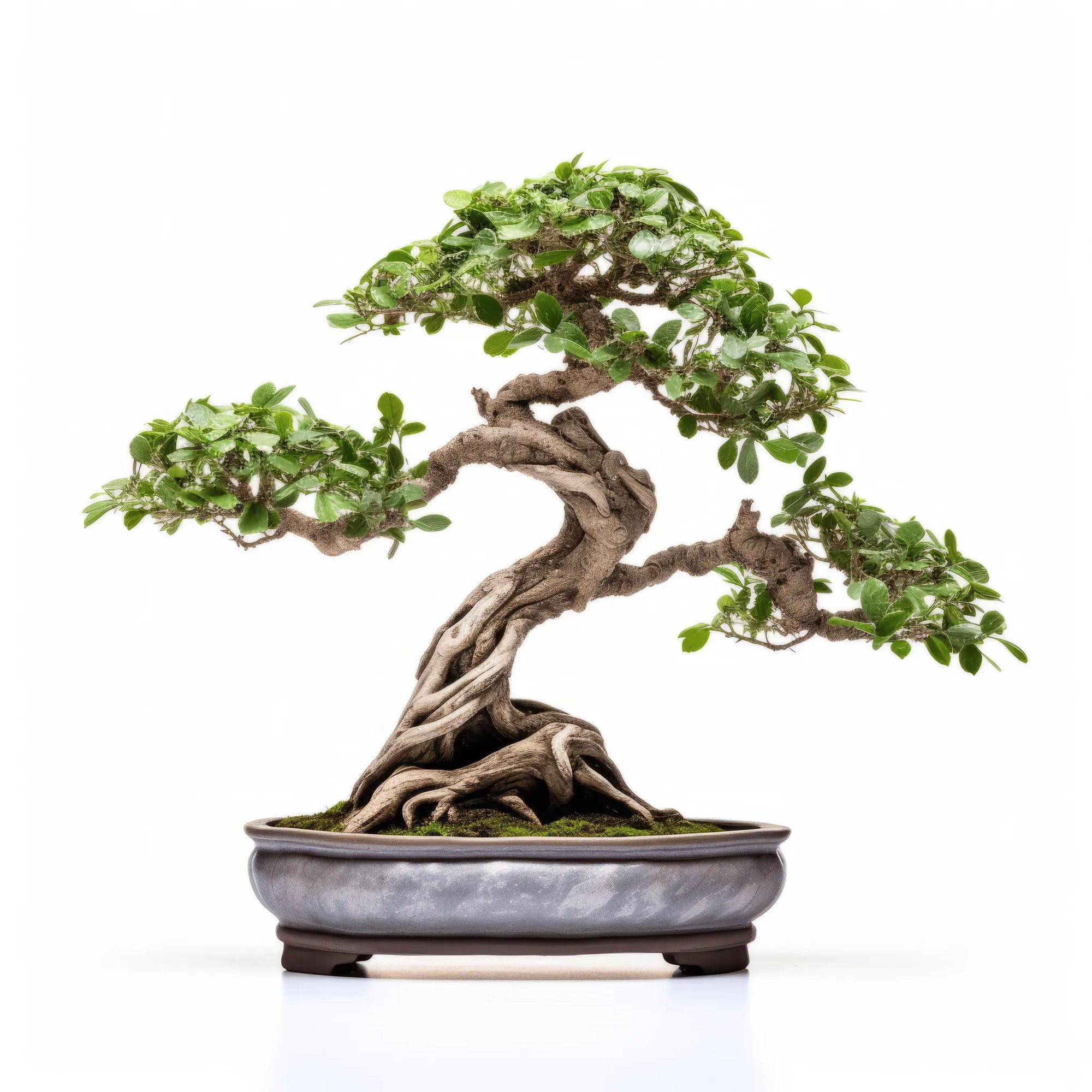 Aihara bonsai tree