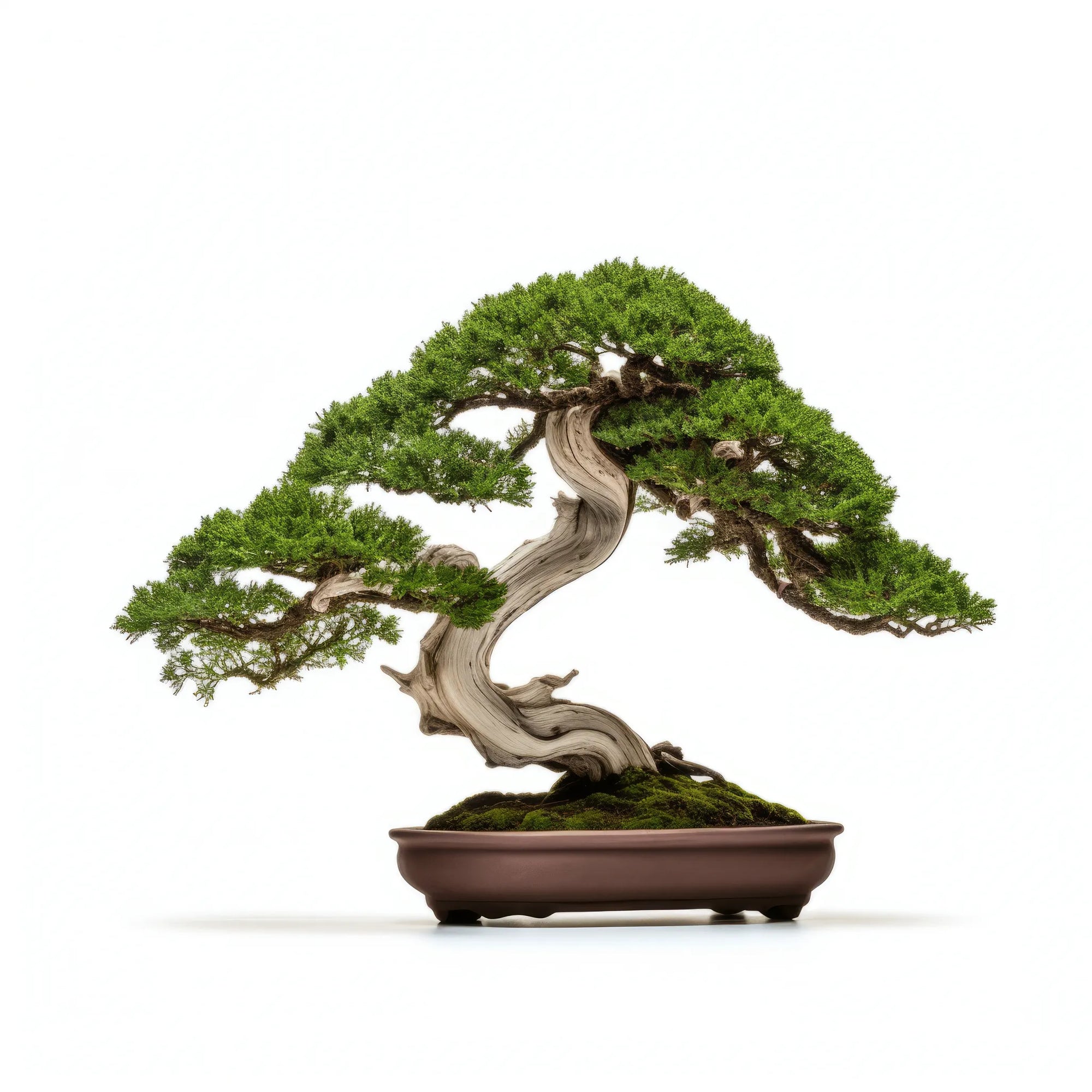 Aiken bonsai tree