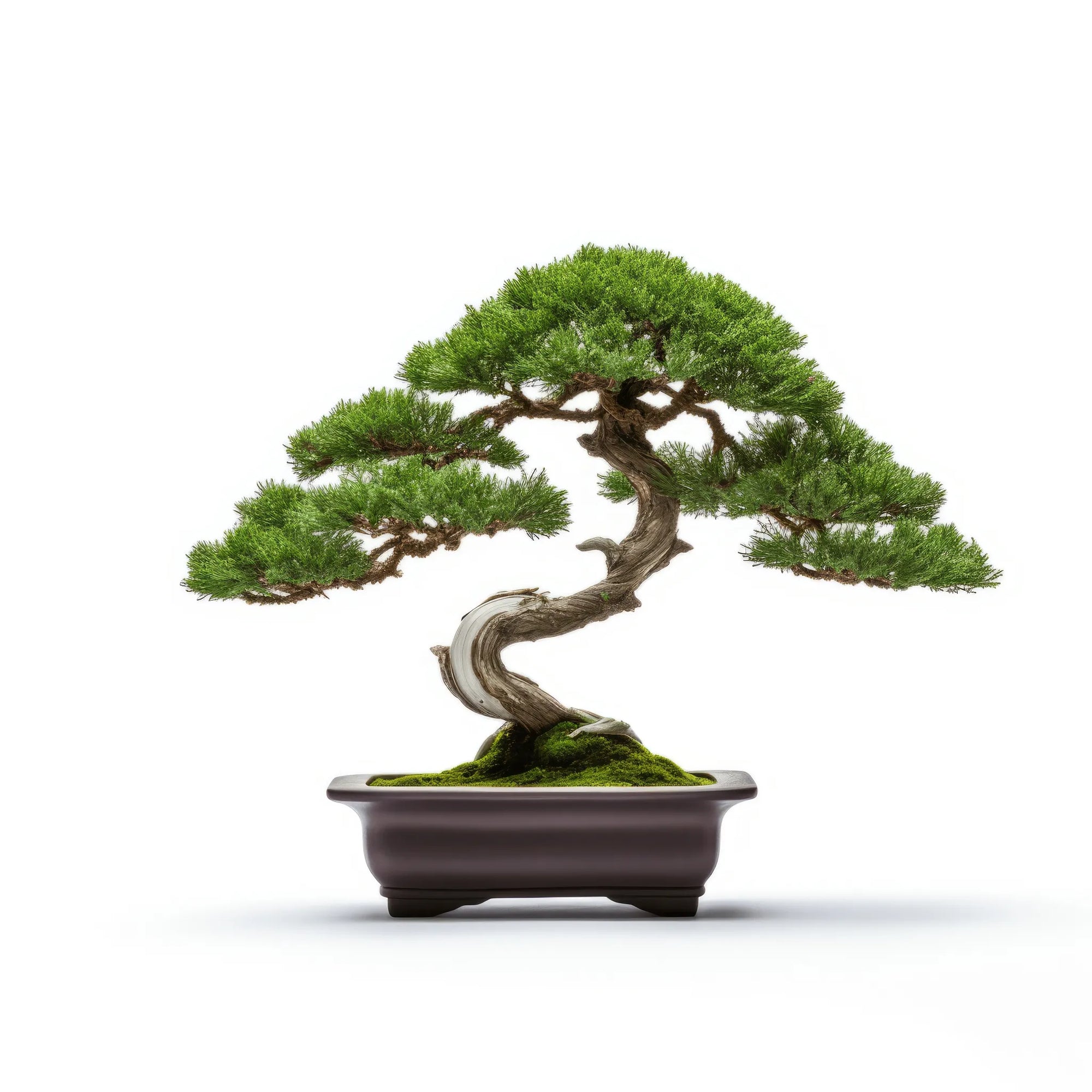 Aiko bonsai tree
