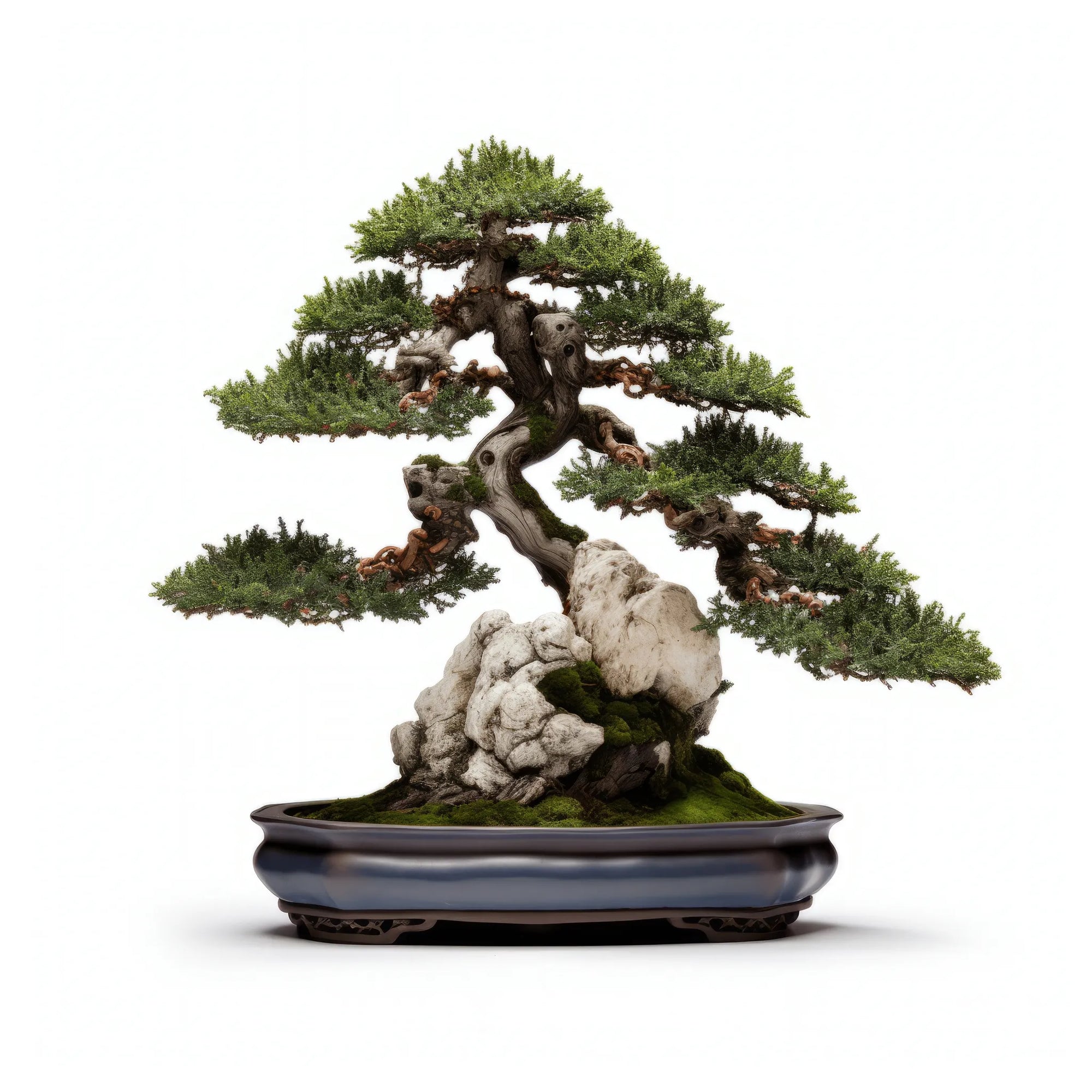 Ailbhe bonsai tree