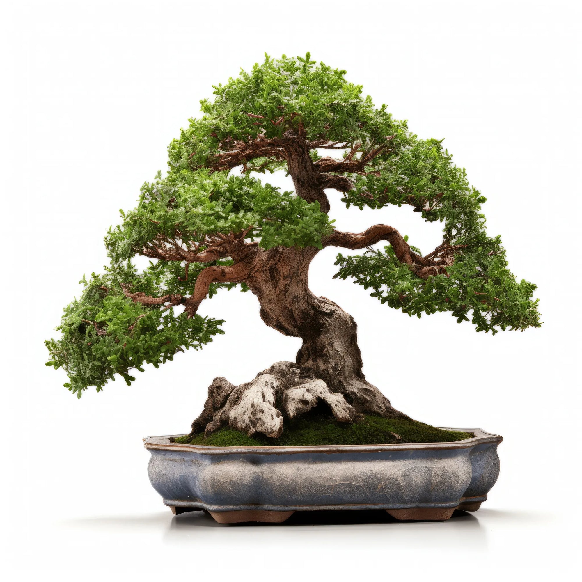 Aileen bonsai tree