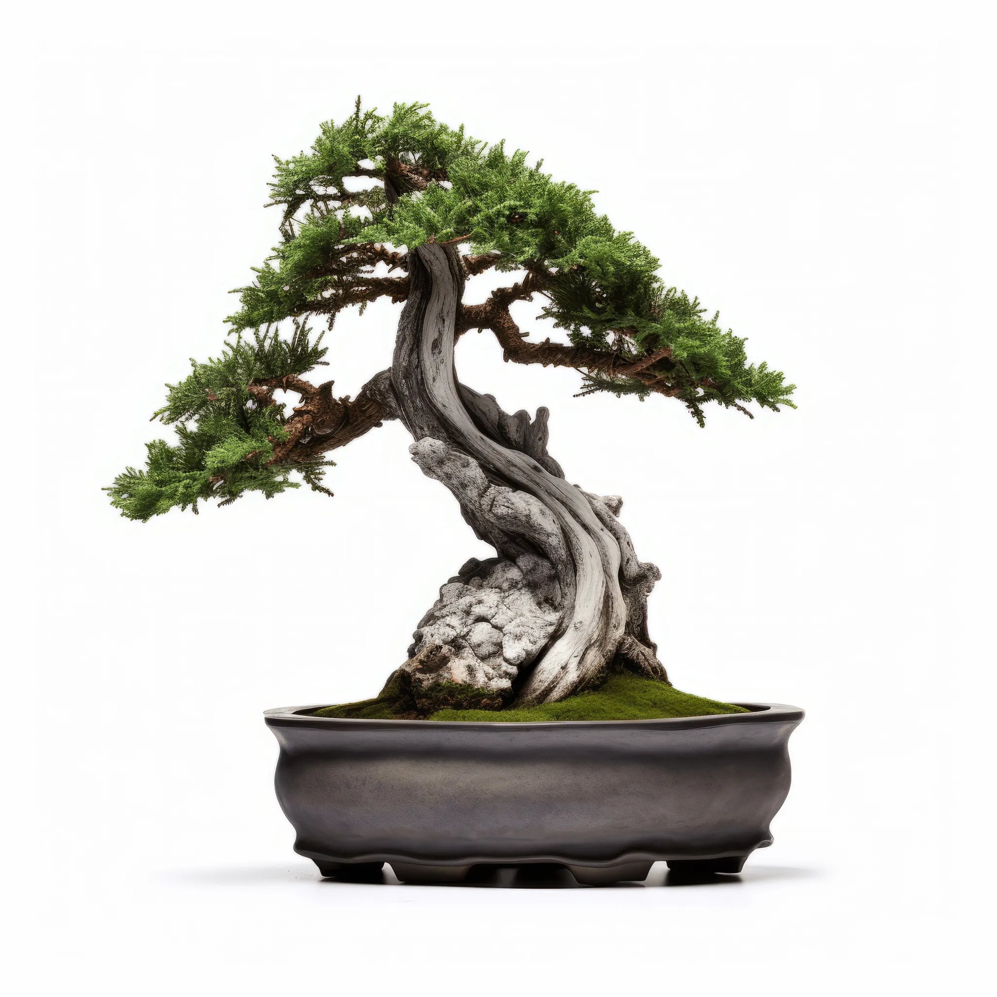 Ailfrid bonsai tree