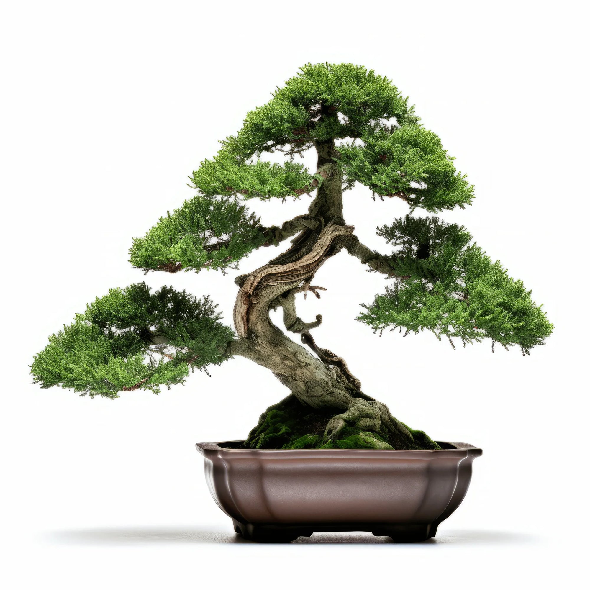 Ailin bonsai tree
