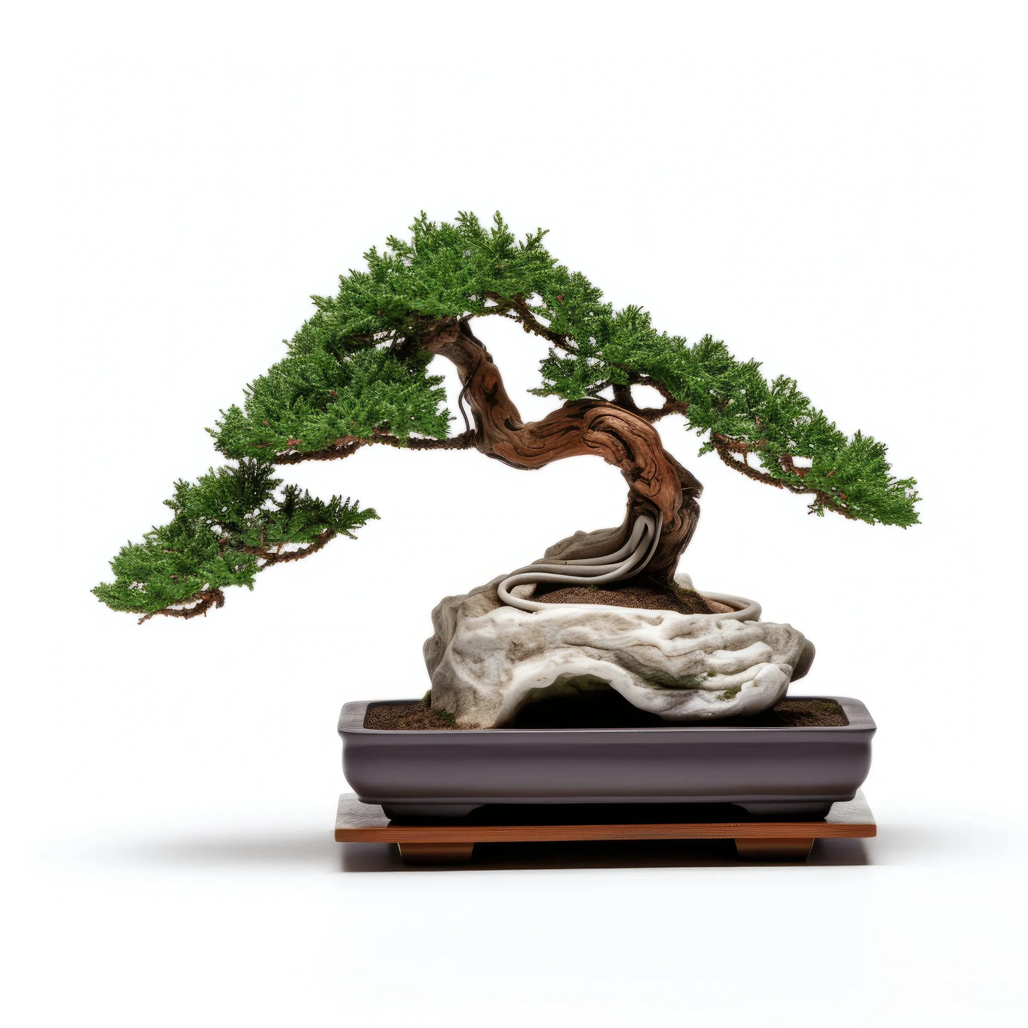 Ailpein bonsai tree
