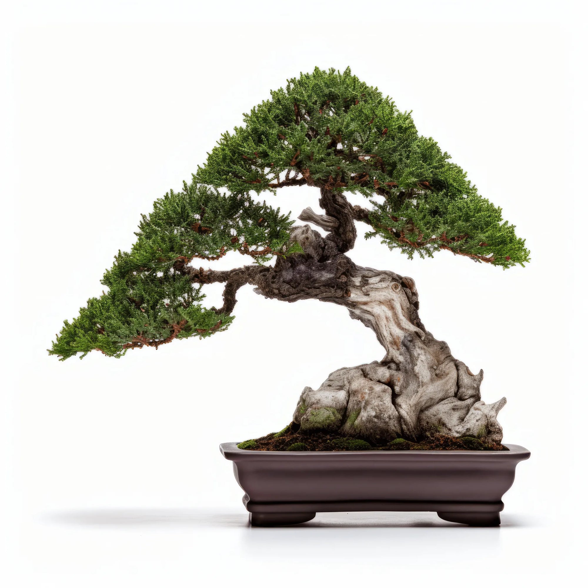 Ailsa bonsai tree