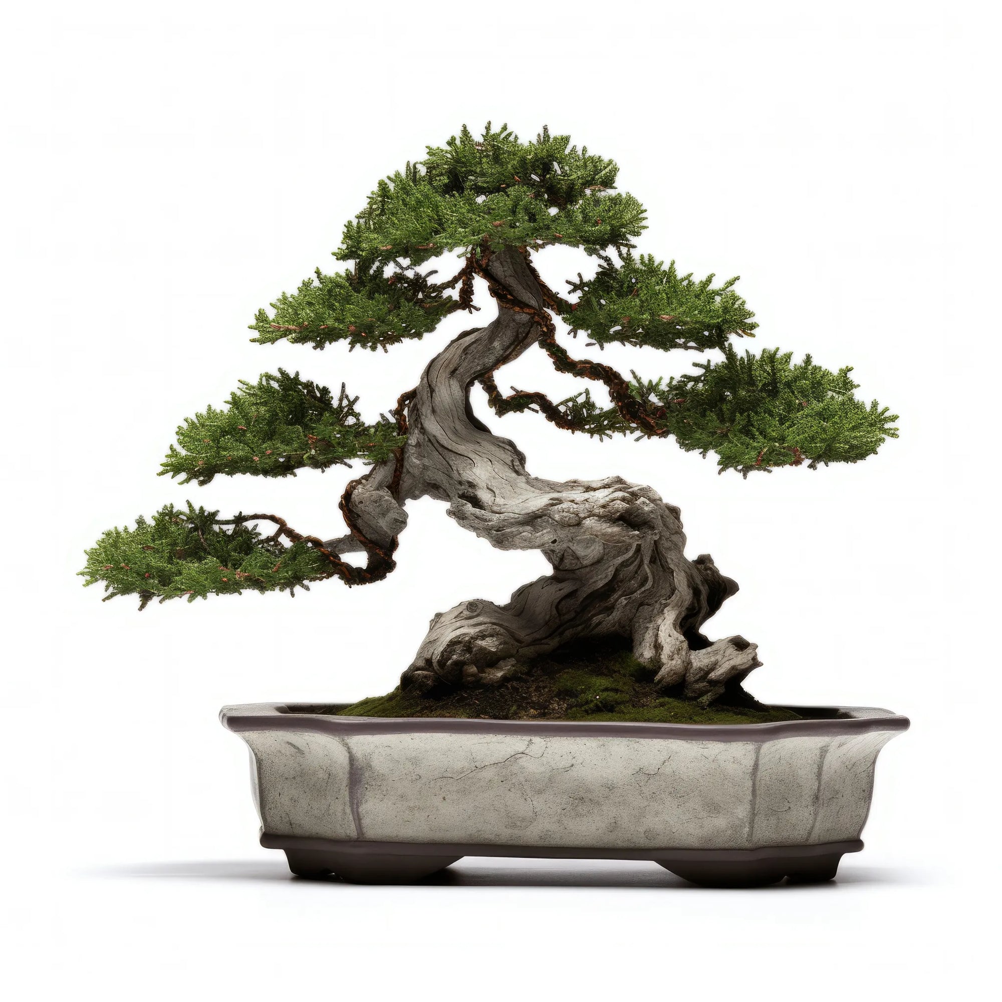 Aimee bonsai tree