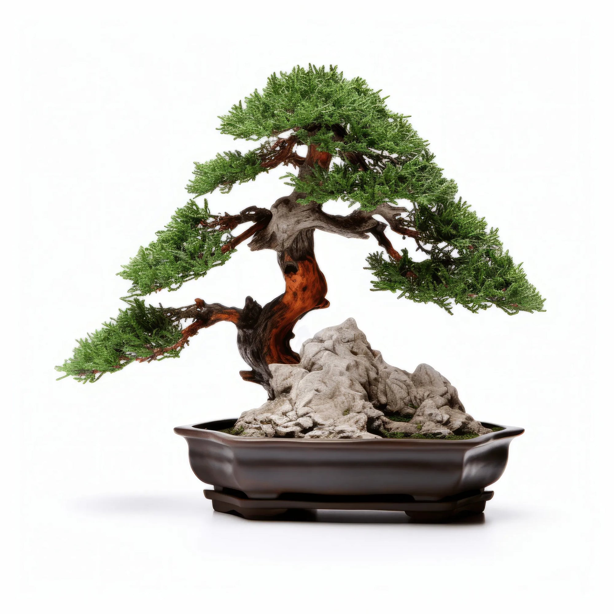 Aimi bonsai tree