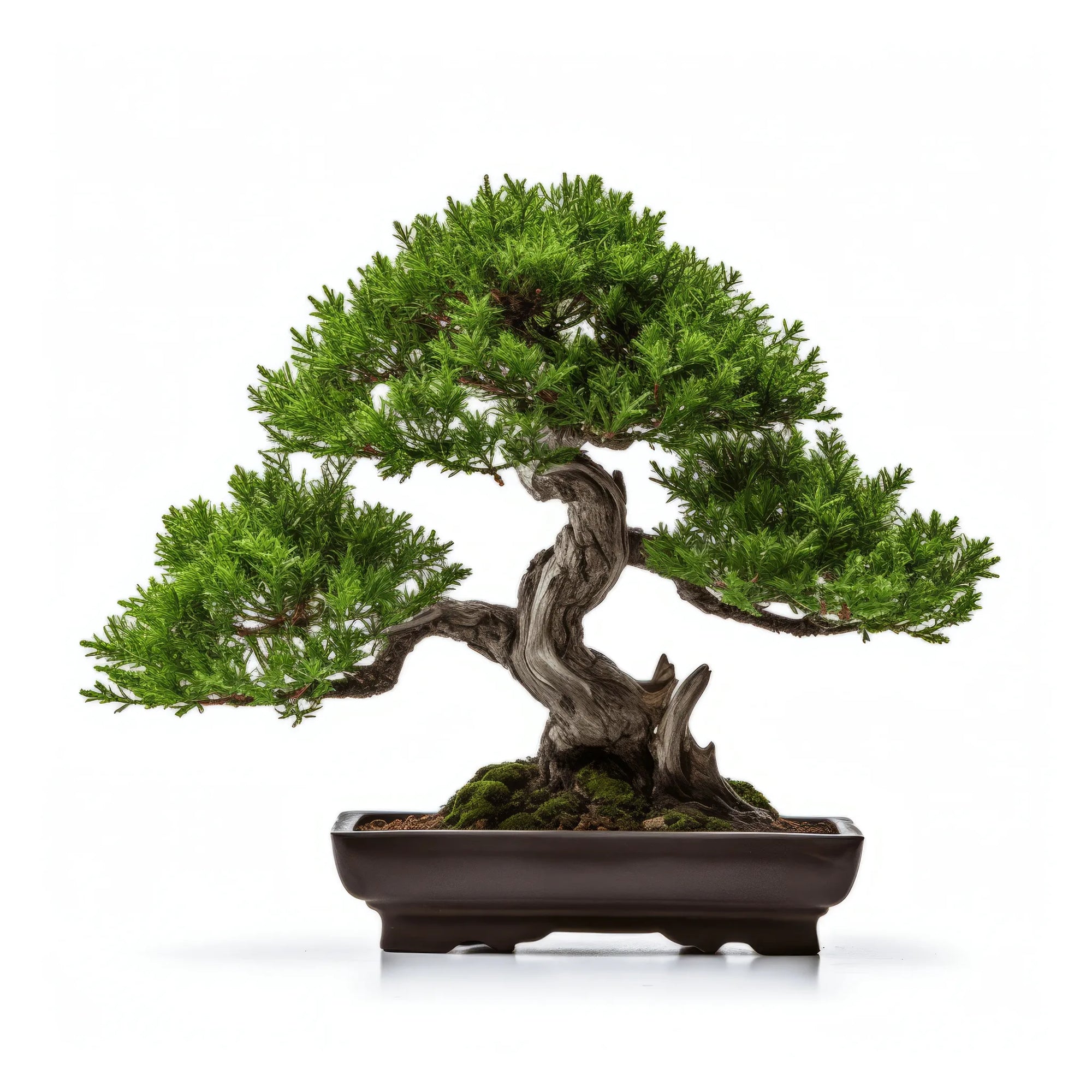 Ainara bonsai tree
