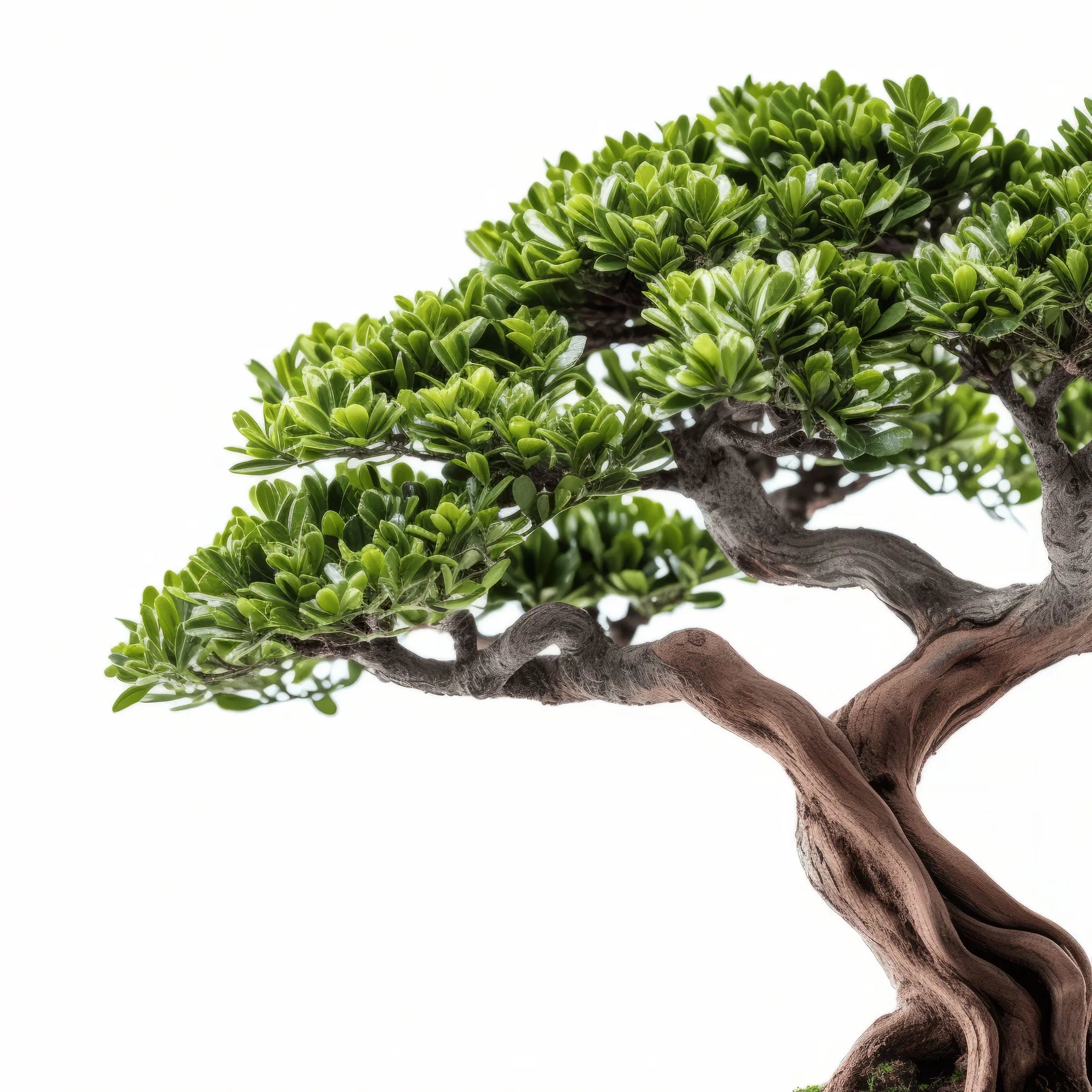 Ailis bonsai tree