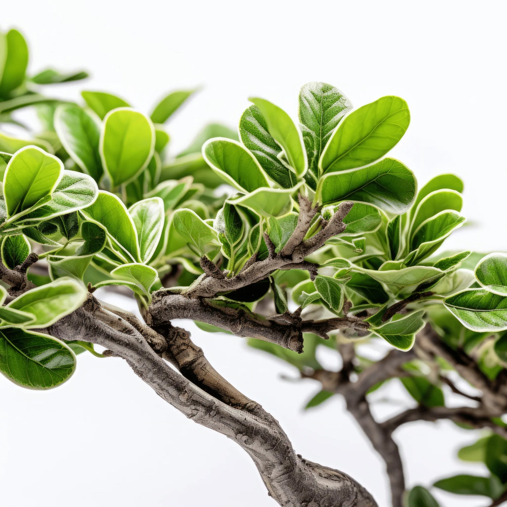 Aiken bonsai tree