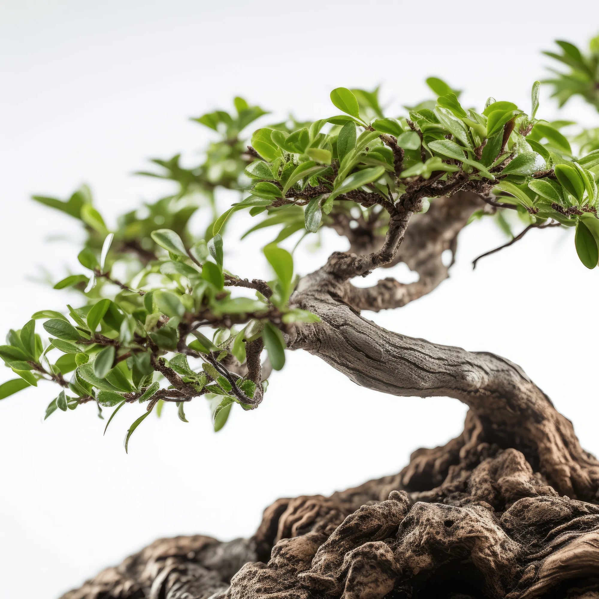 Aimi bonsai tree