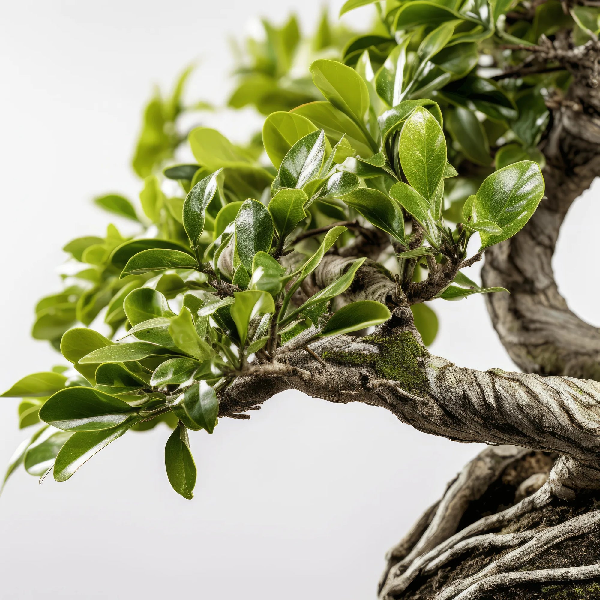 Agnese bonsai tree