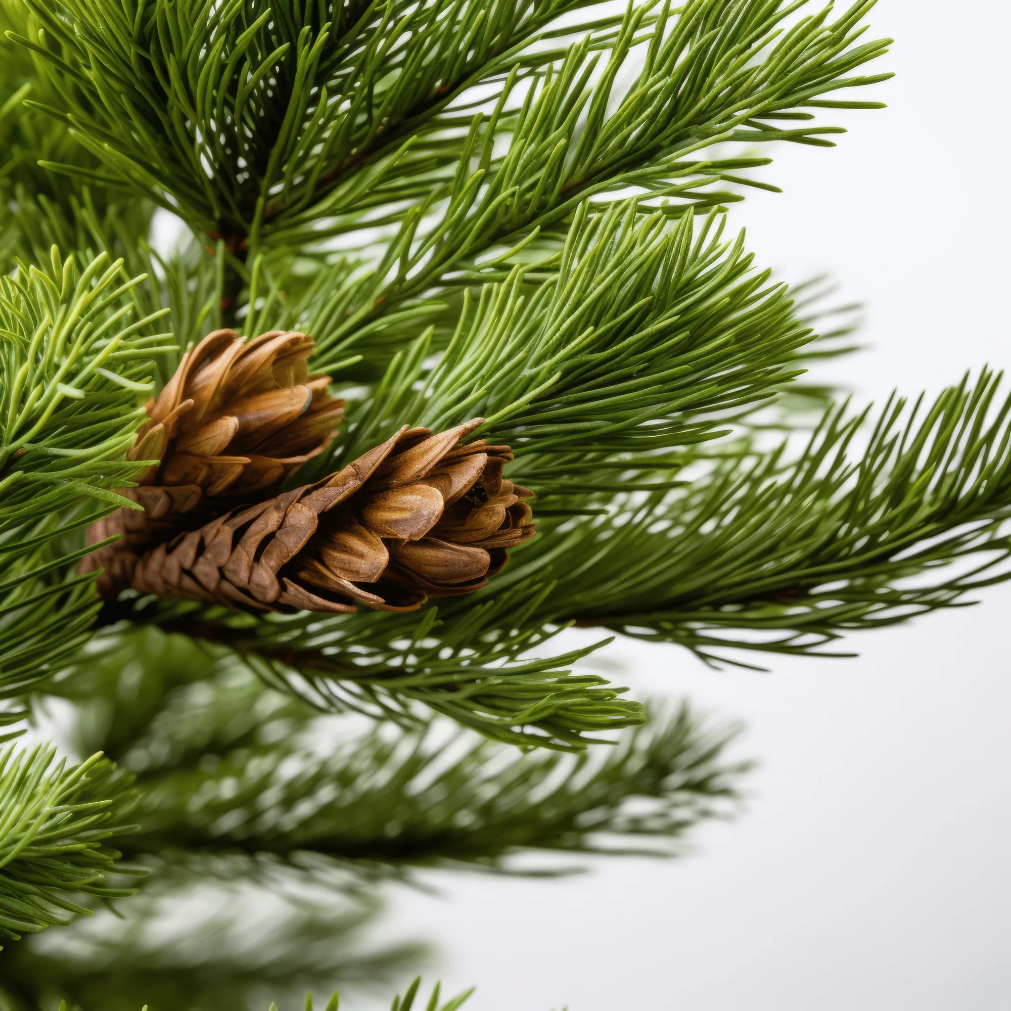 Alakai cedar tree