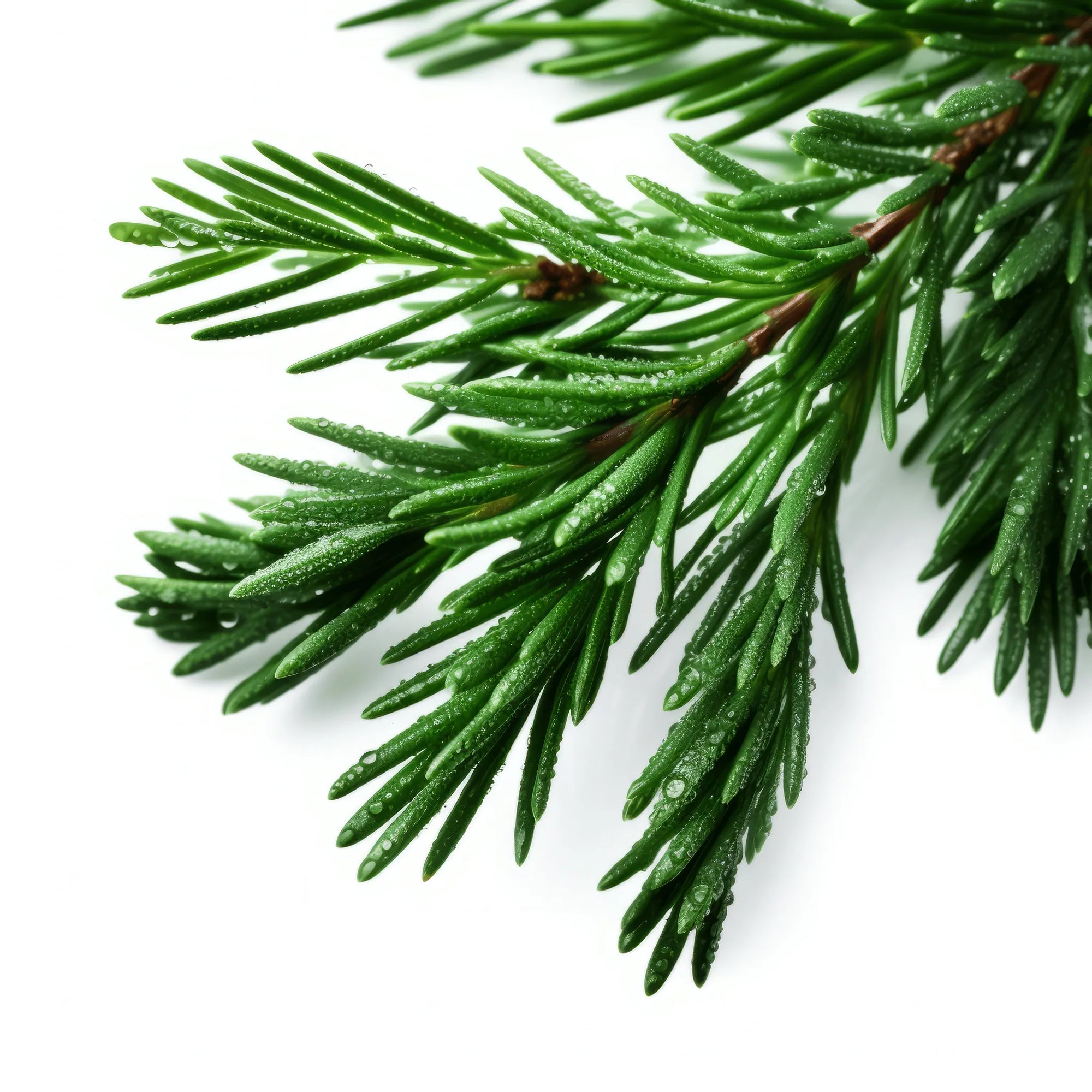 Aizya cedar tree