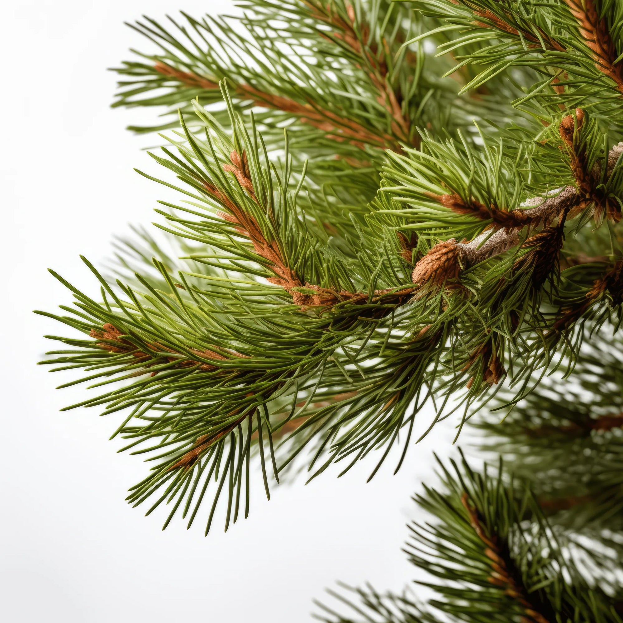 Alaina cedar tree