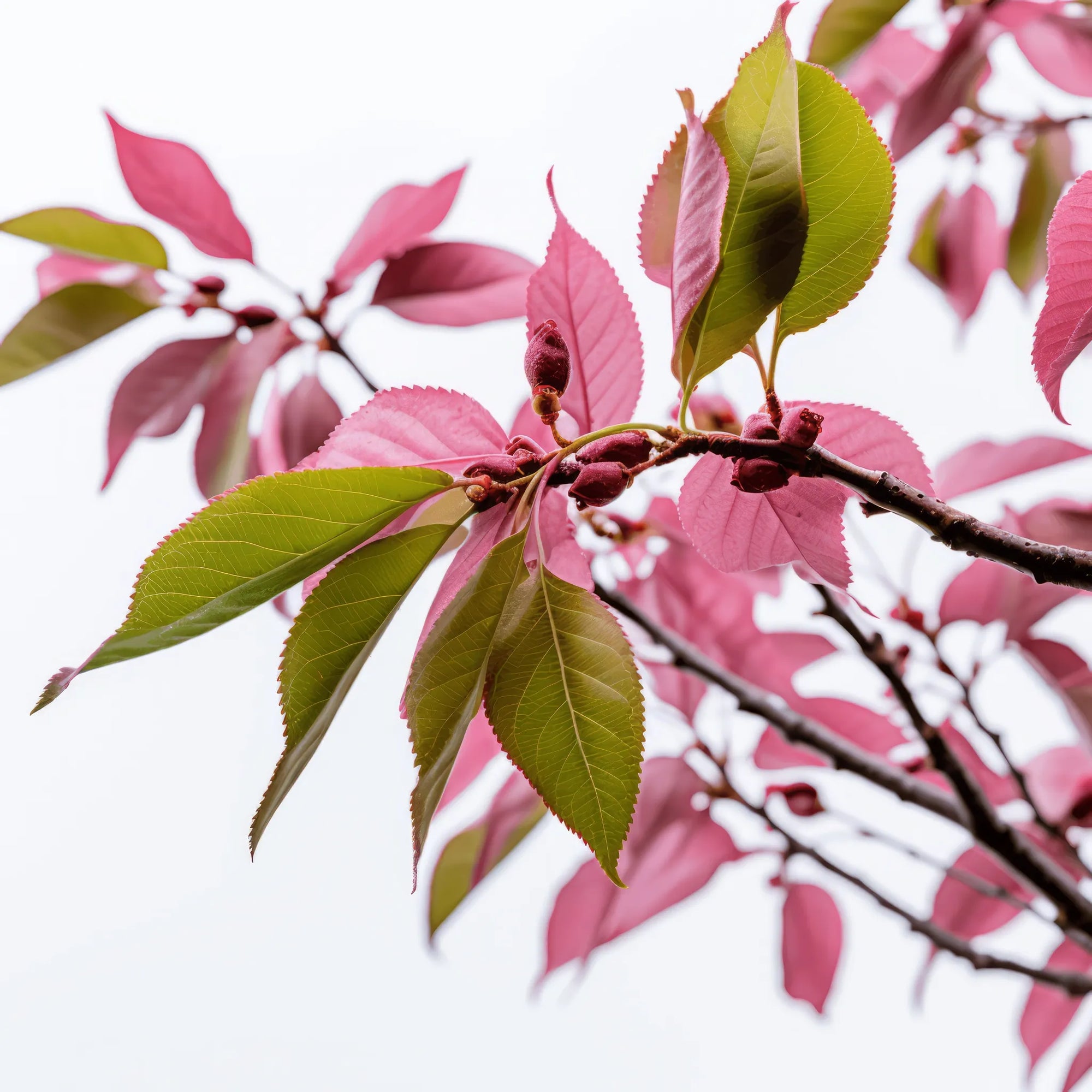 Aldo cherry tree