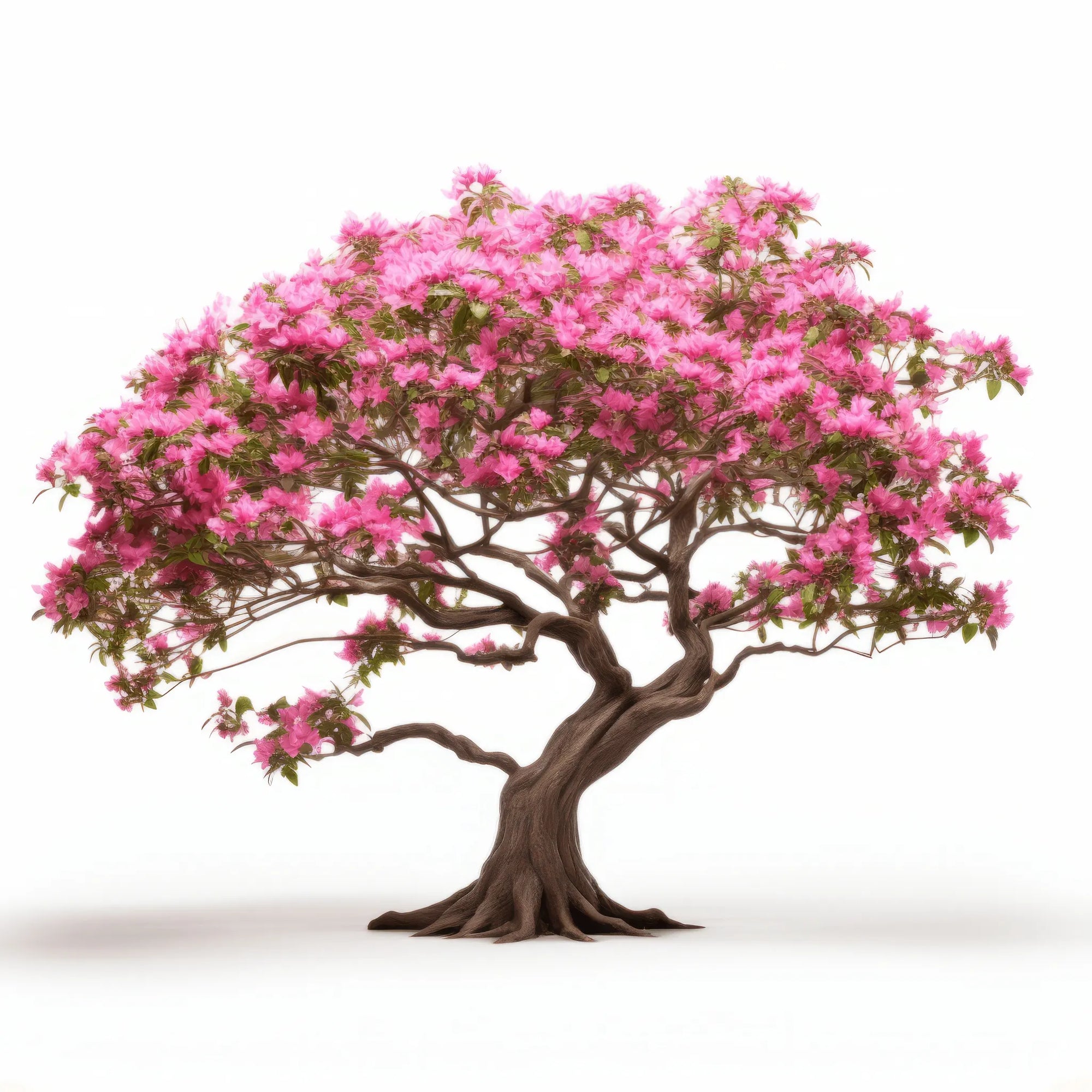 Alfred flower tree