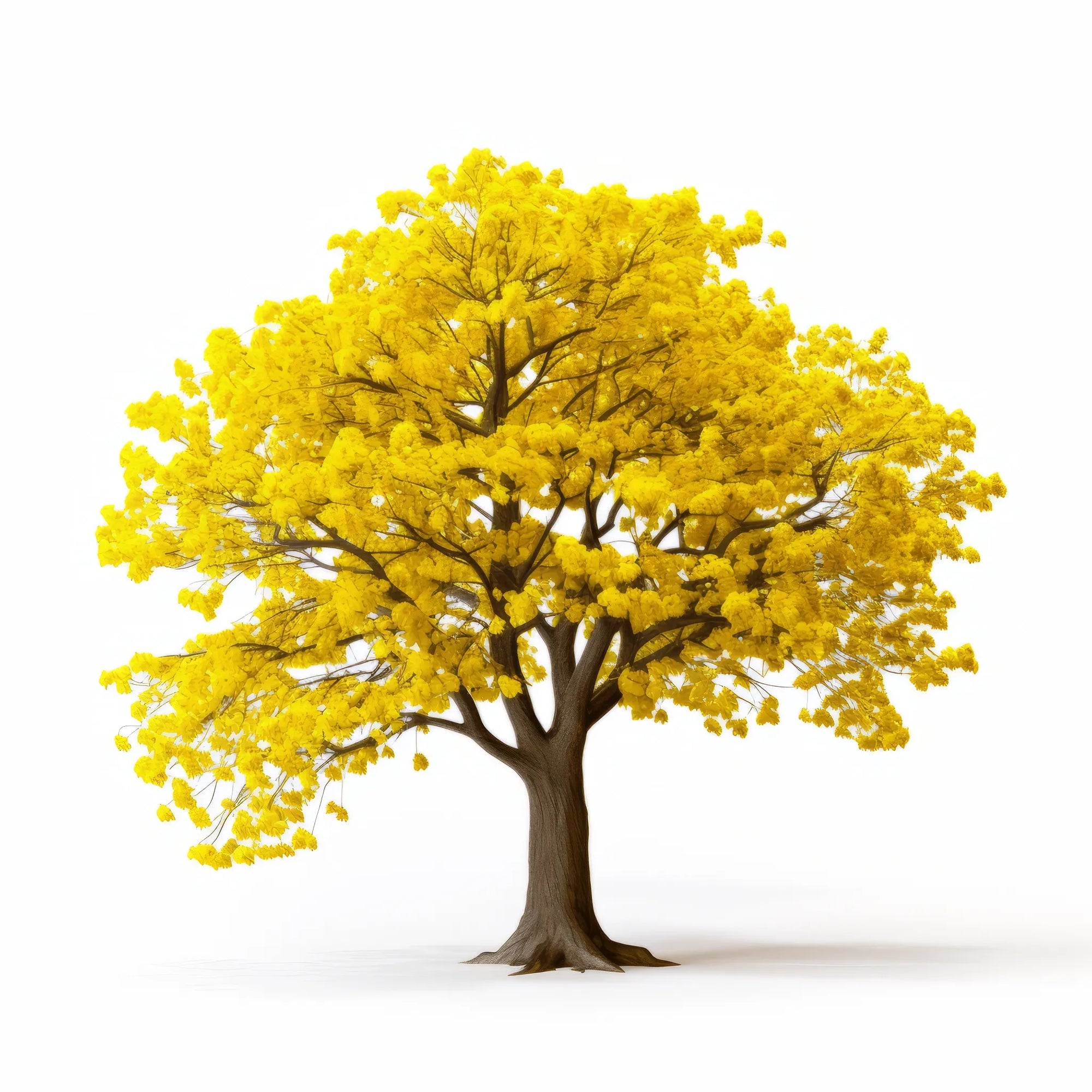Allyson ginkgo tree