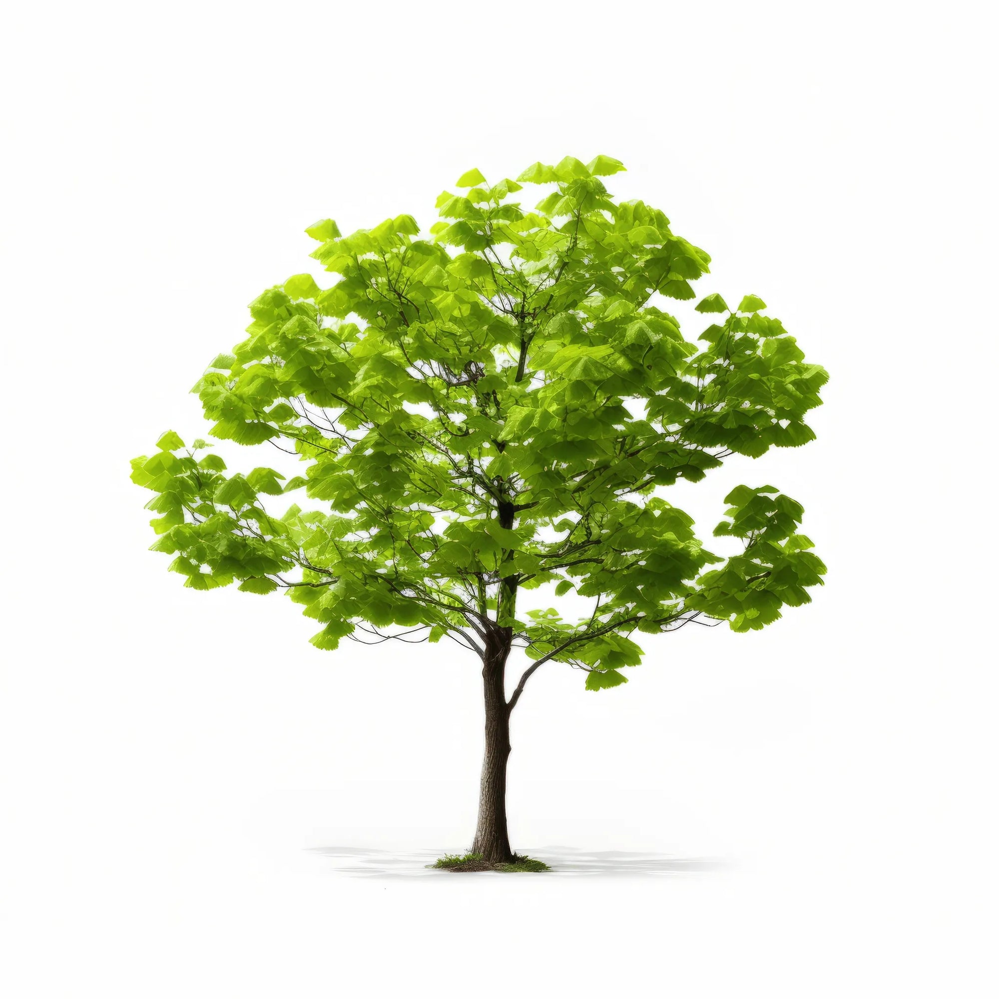 Alouette ginkgo tree