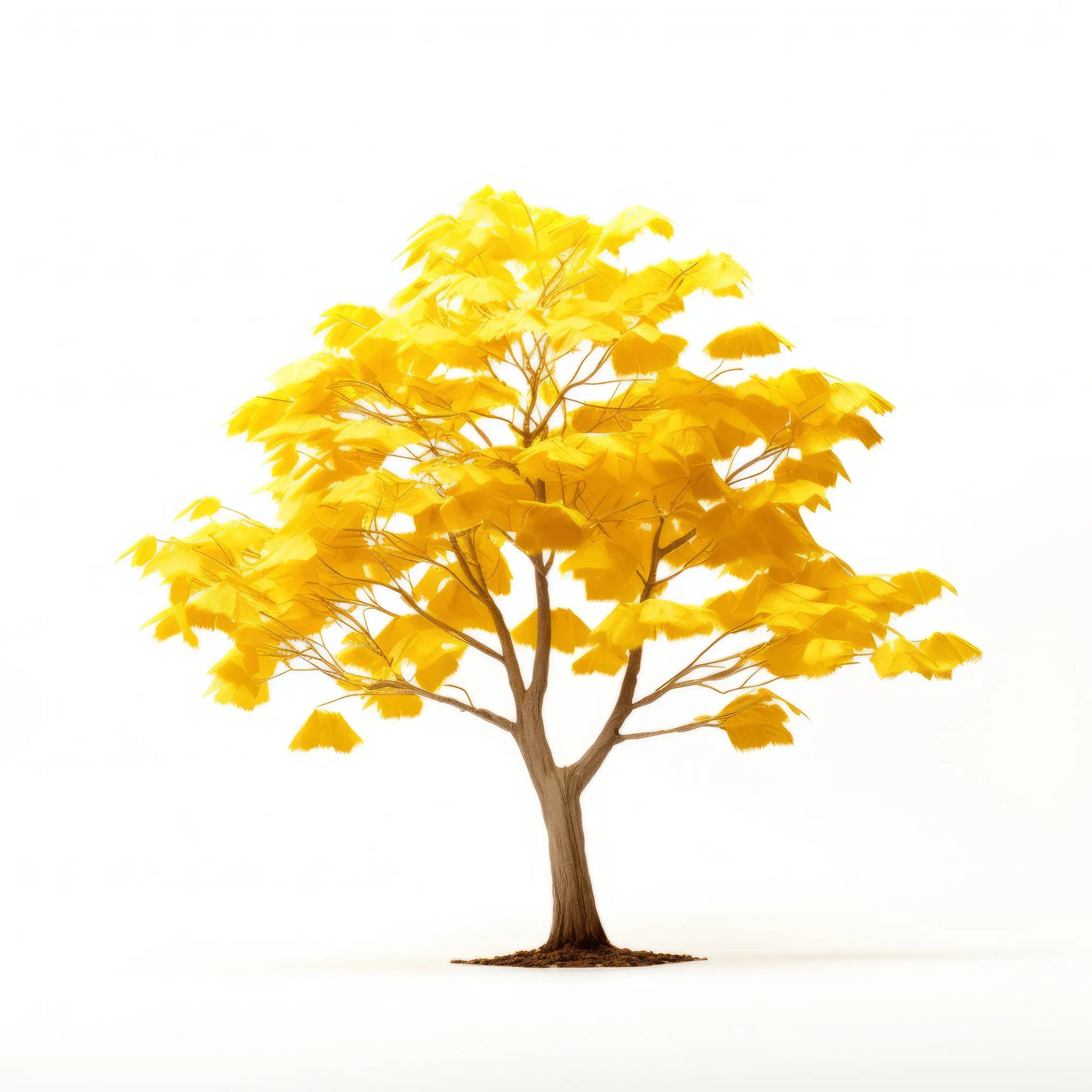 Aludra ginkgo tree