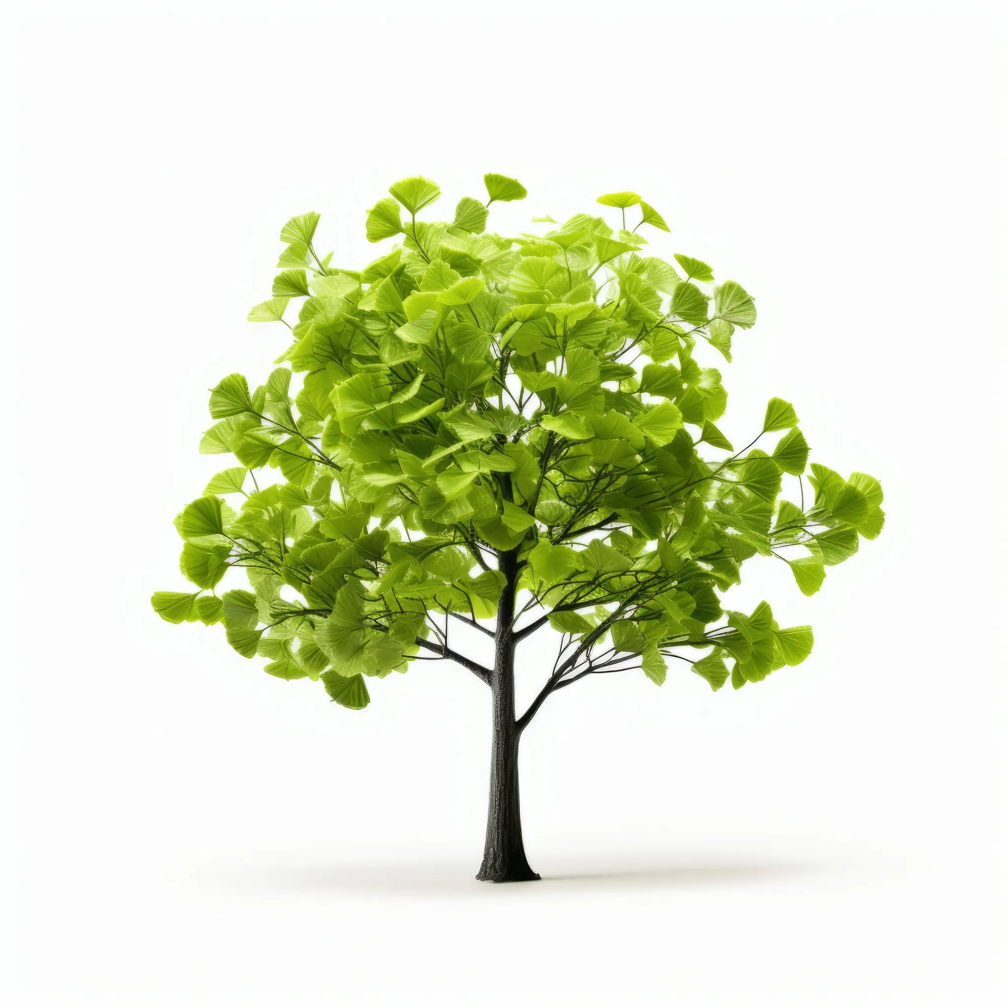 Alvilda ginkgo tree