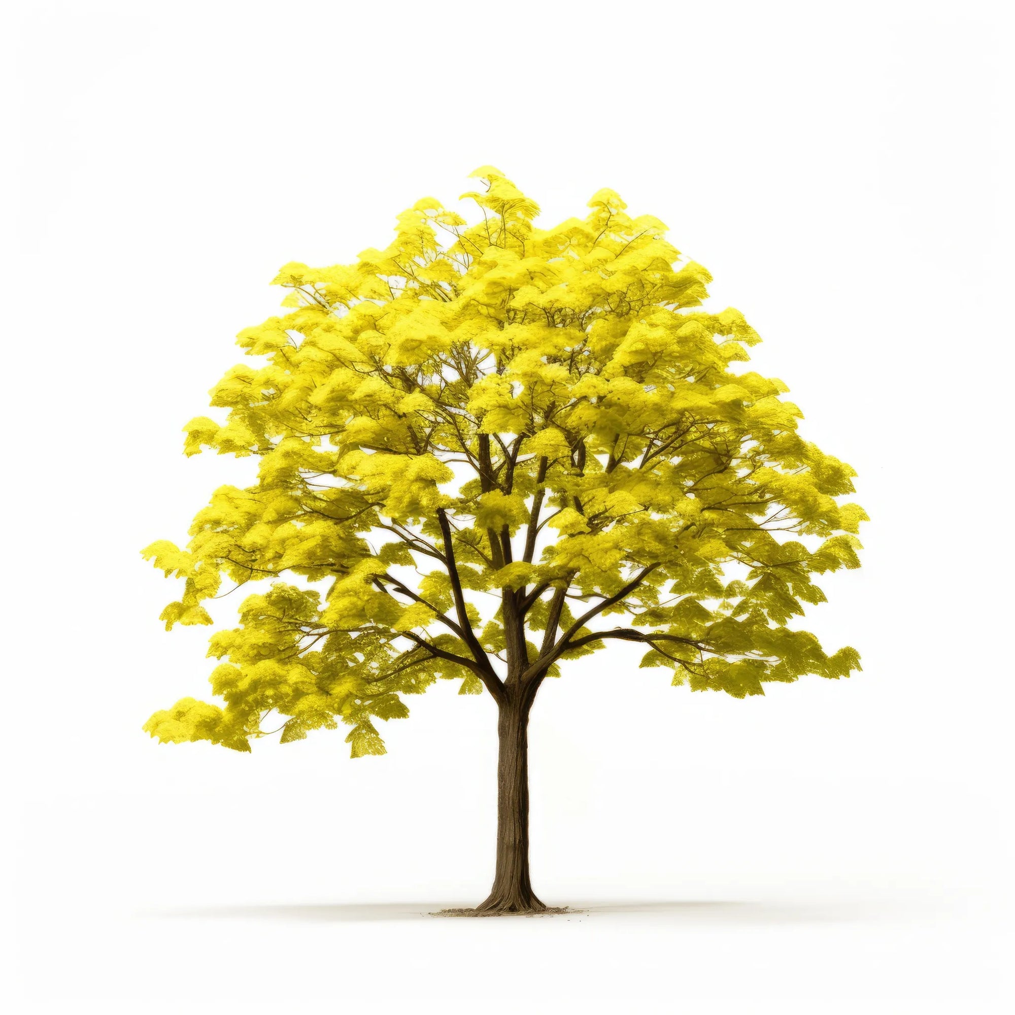 Alyssia ginkgo tree