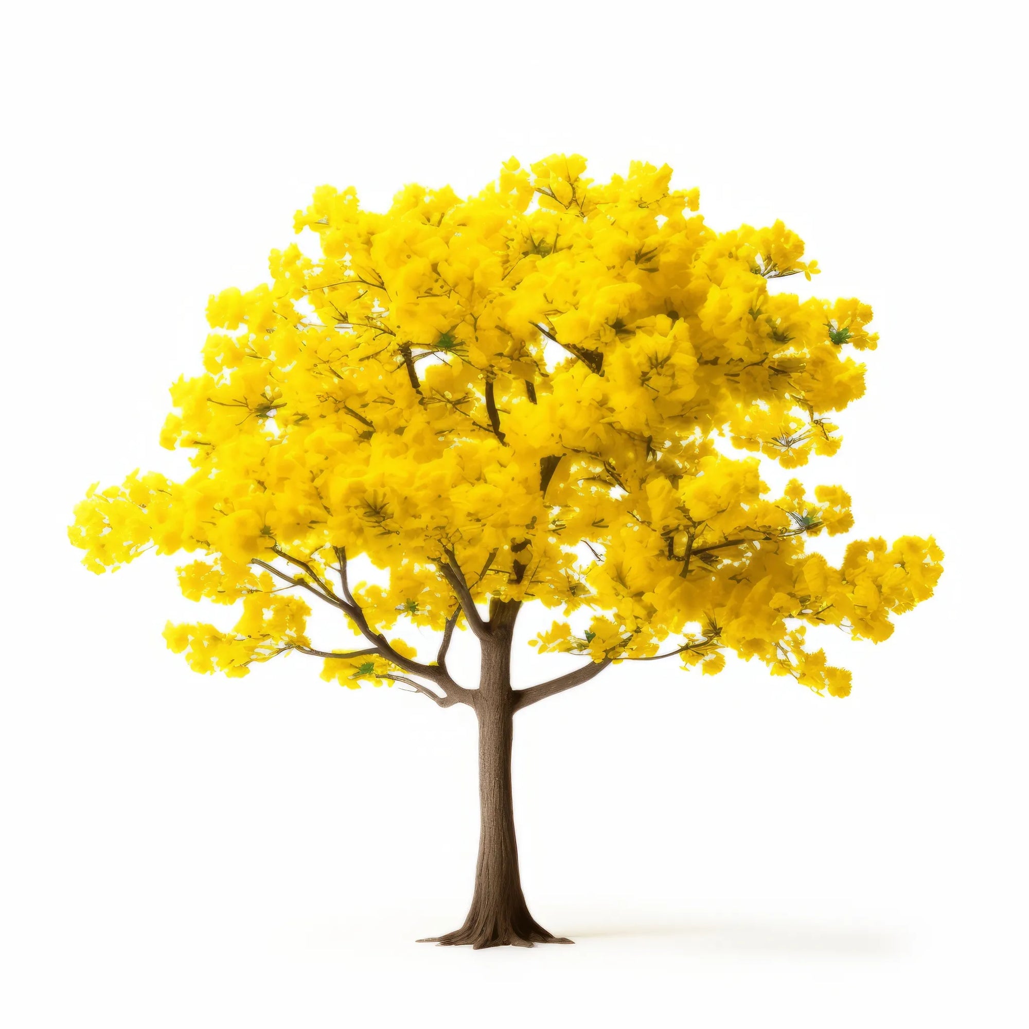 Amabelly ginkgo tree