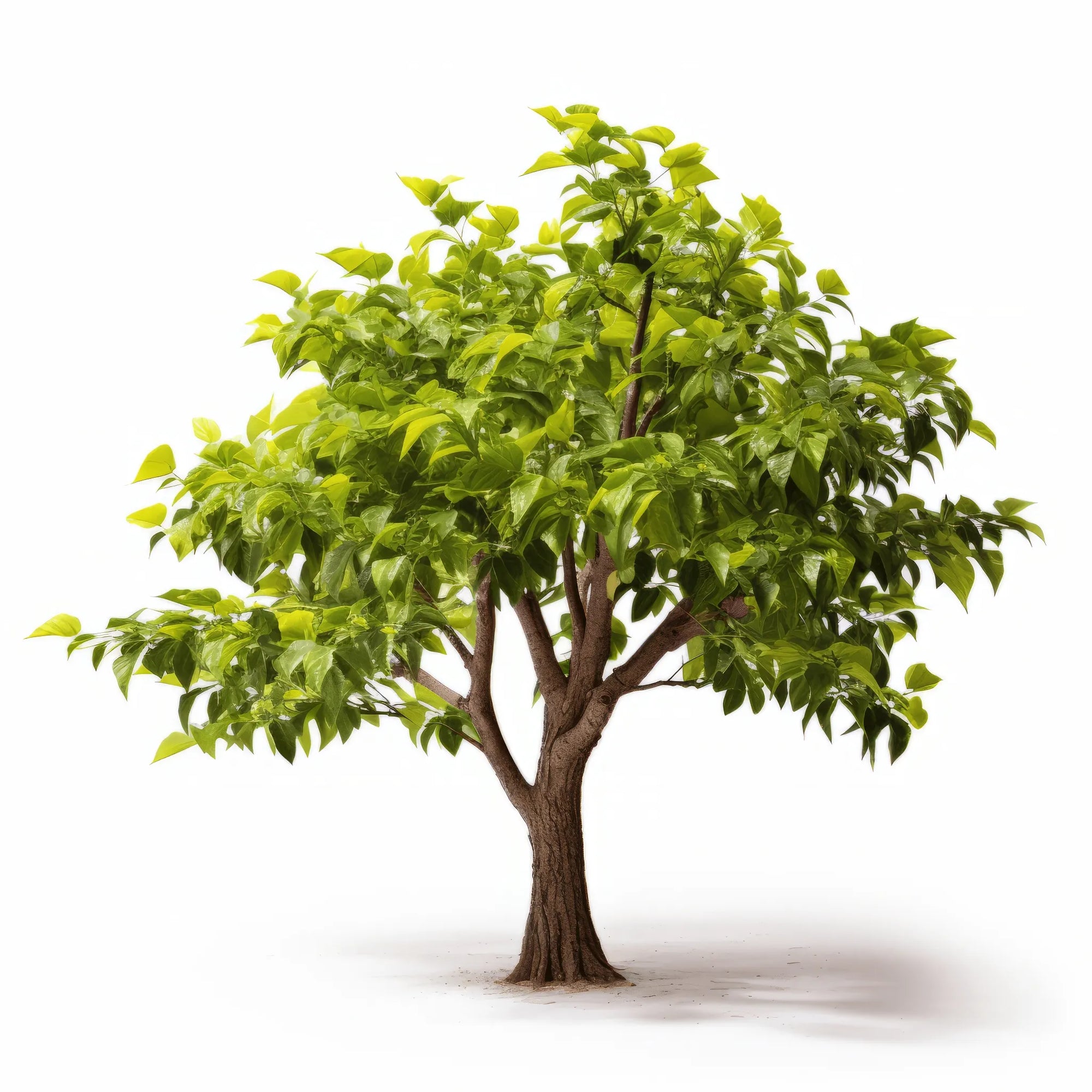 Amael ginkgo tree