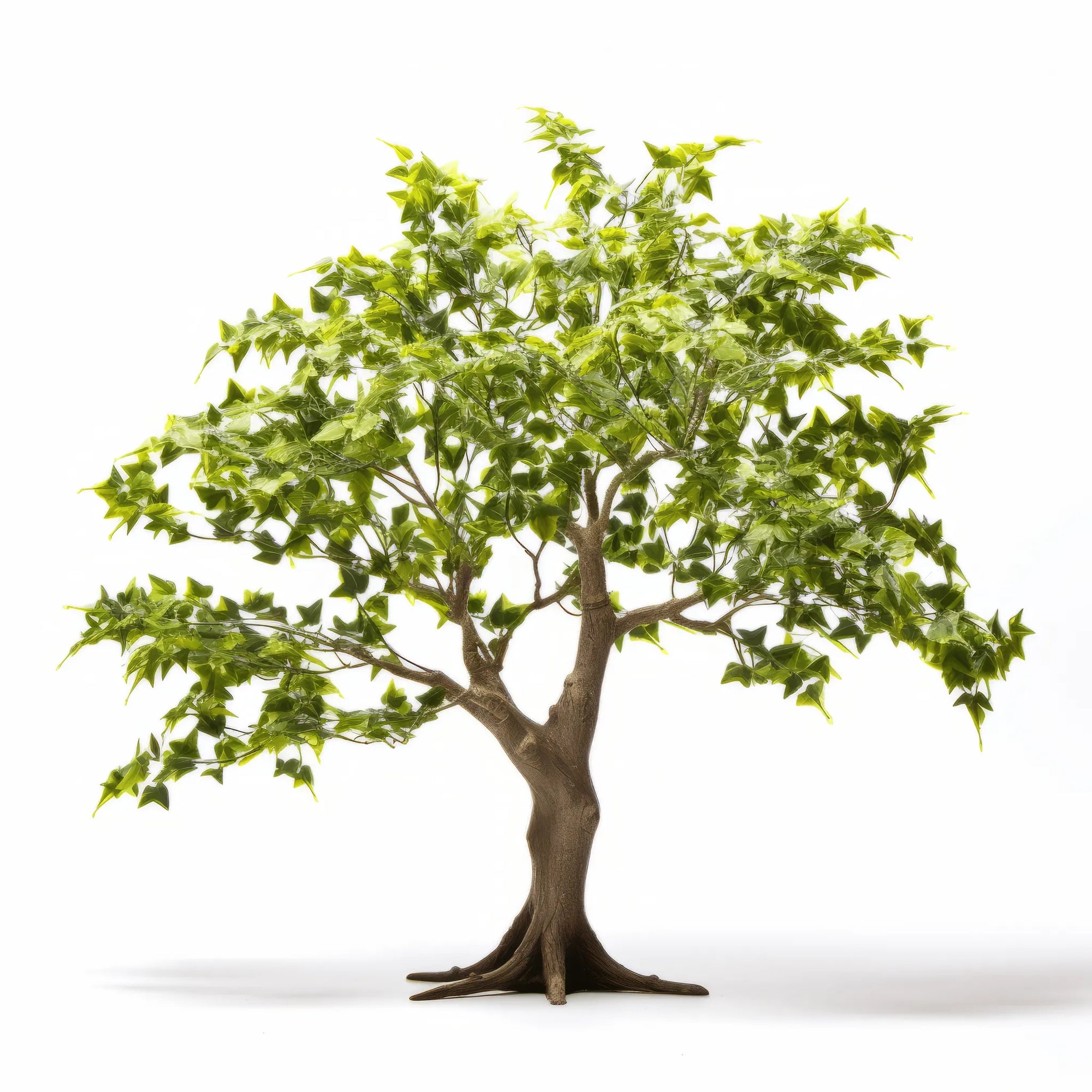 Amalthea ginkgo tree