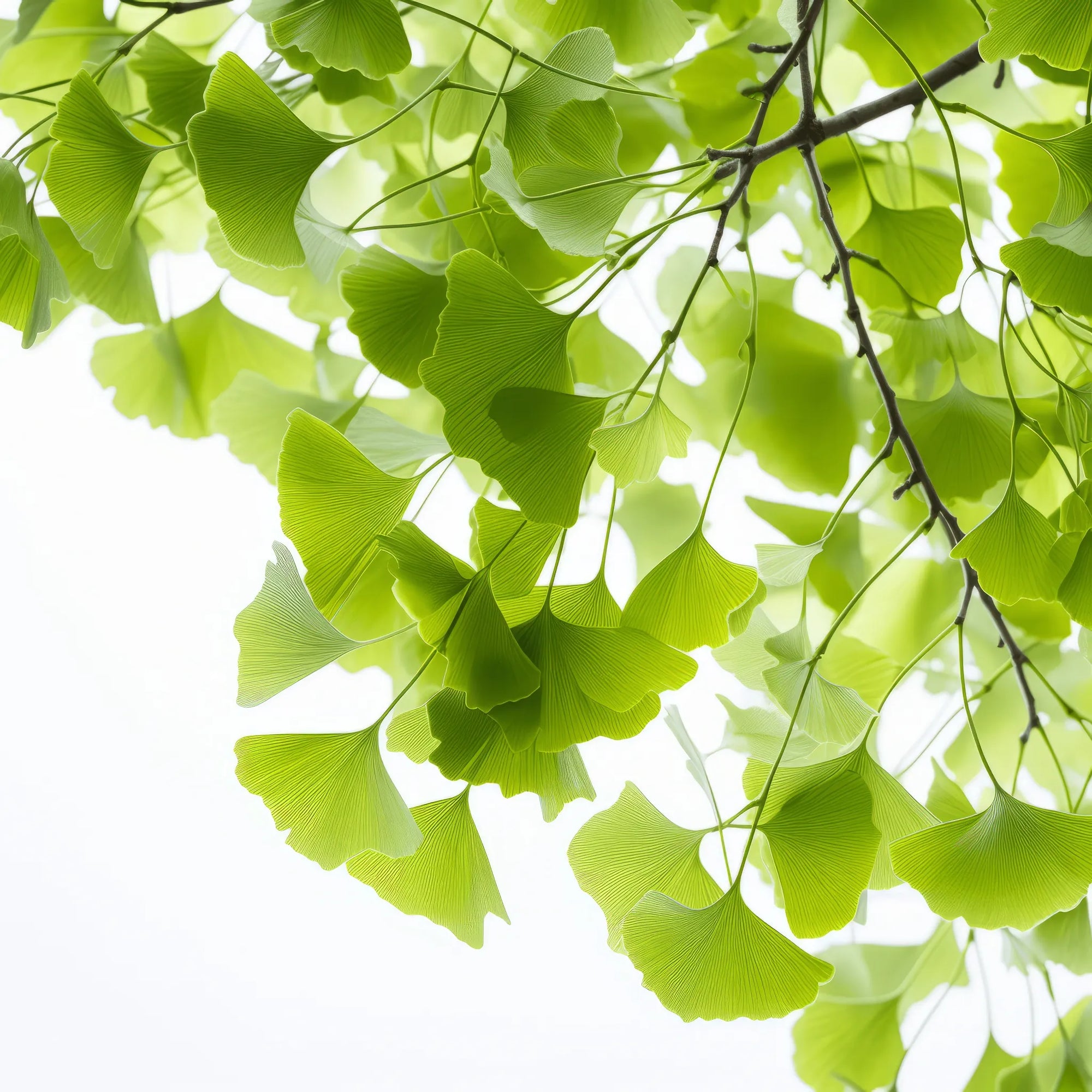 Amamiya ginkgo tree