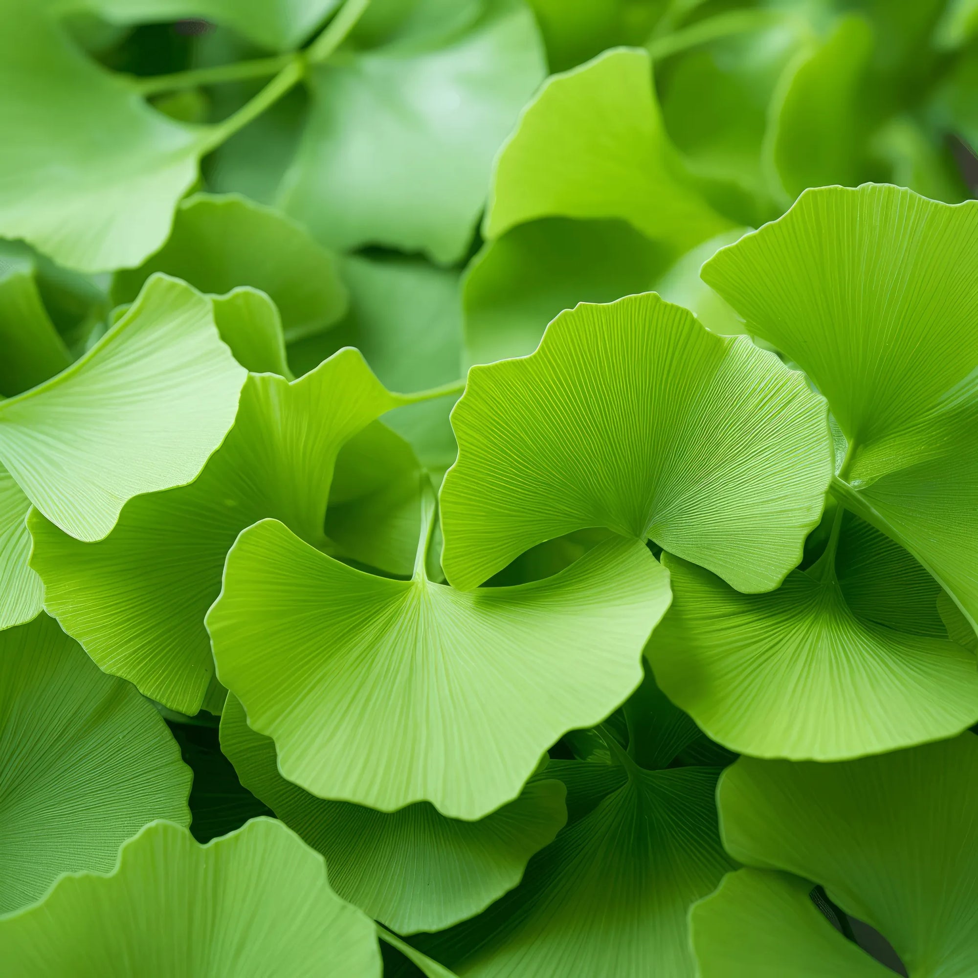 Amamiya ginkgo tree