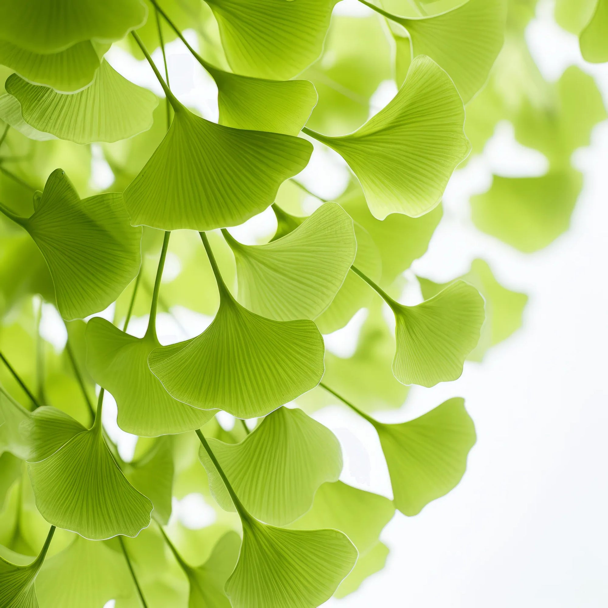 Amamiya ginkgo tree