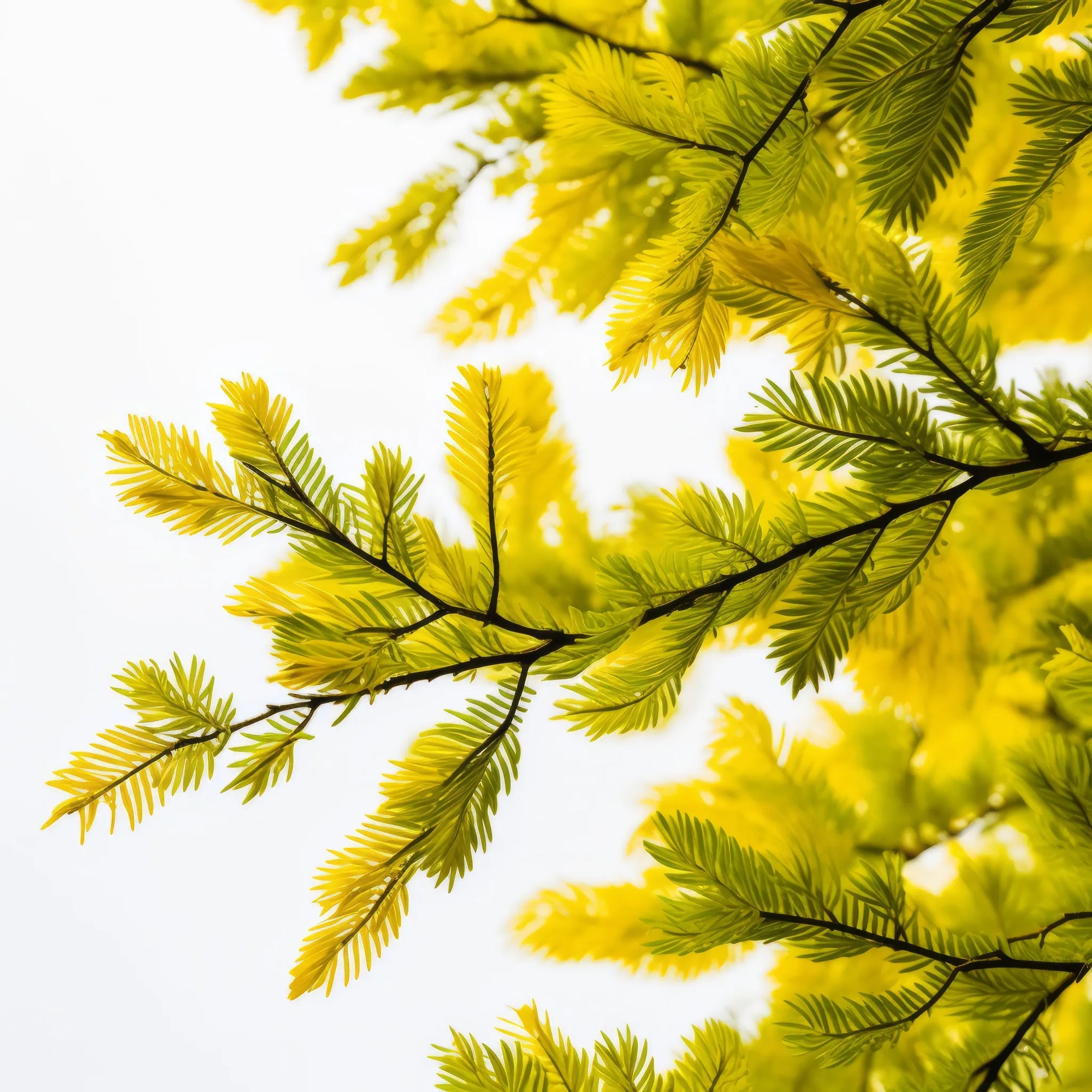 Amerie larch tree