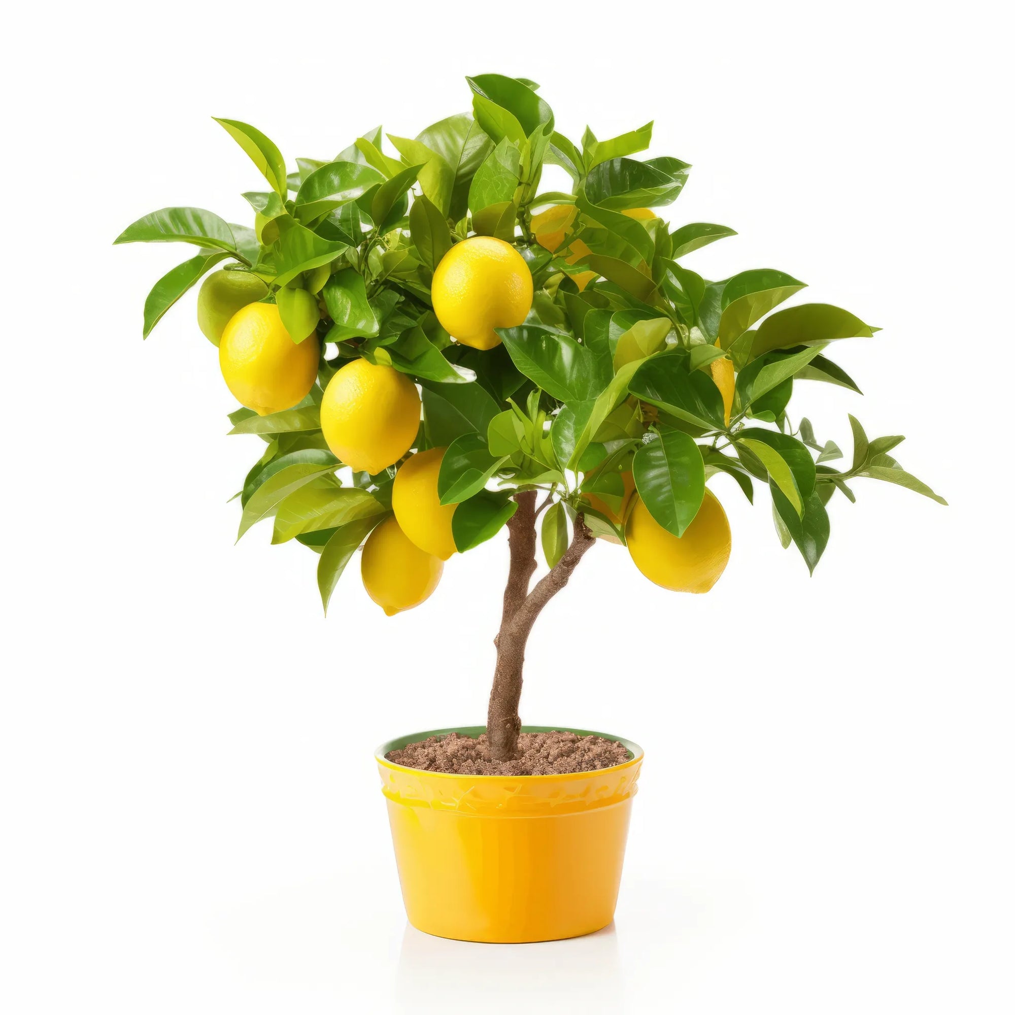 Anam lemon tree